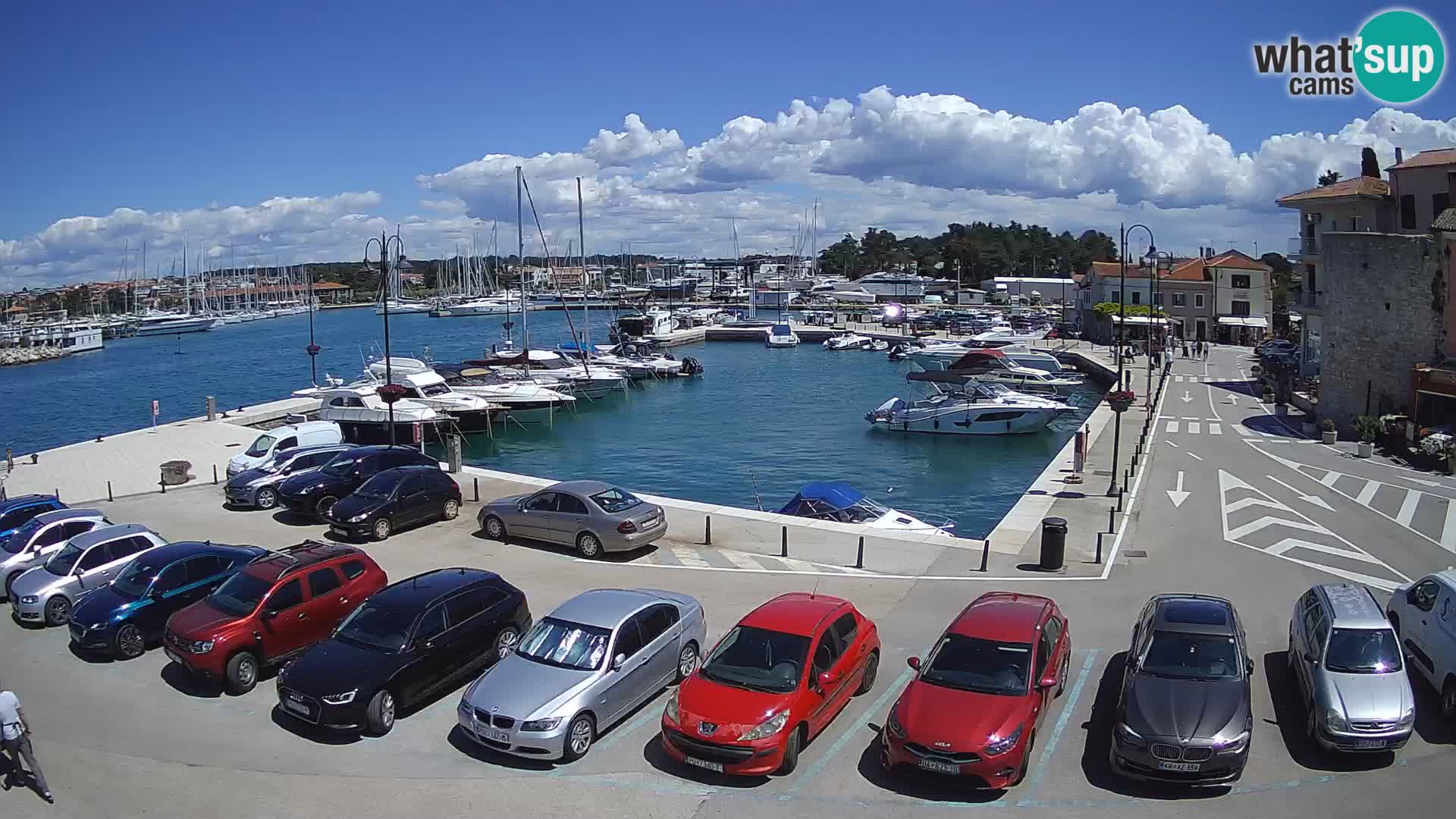 Novigrad | Porporela marina