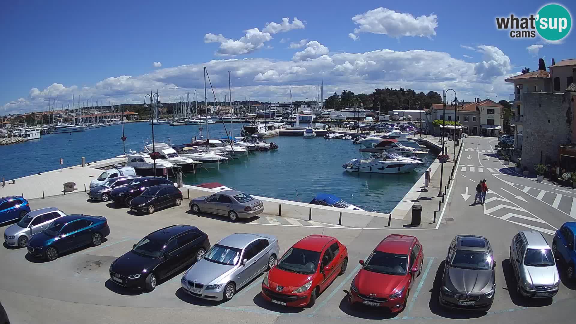 Novigrad | Porporela marina