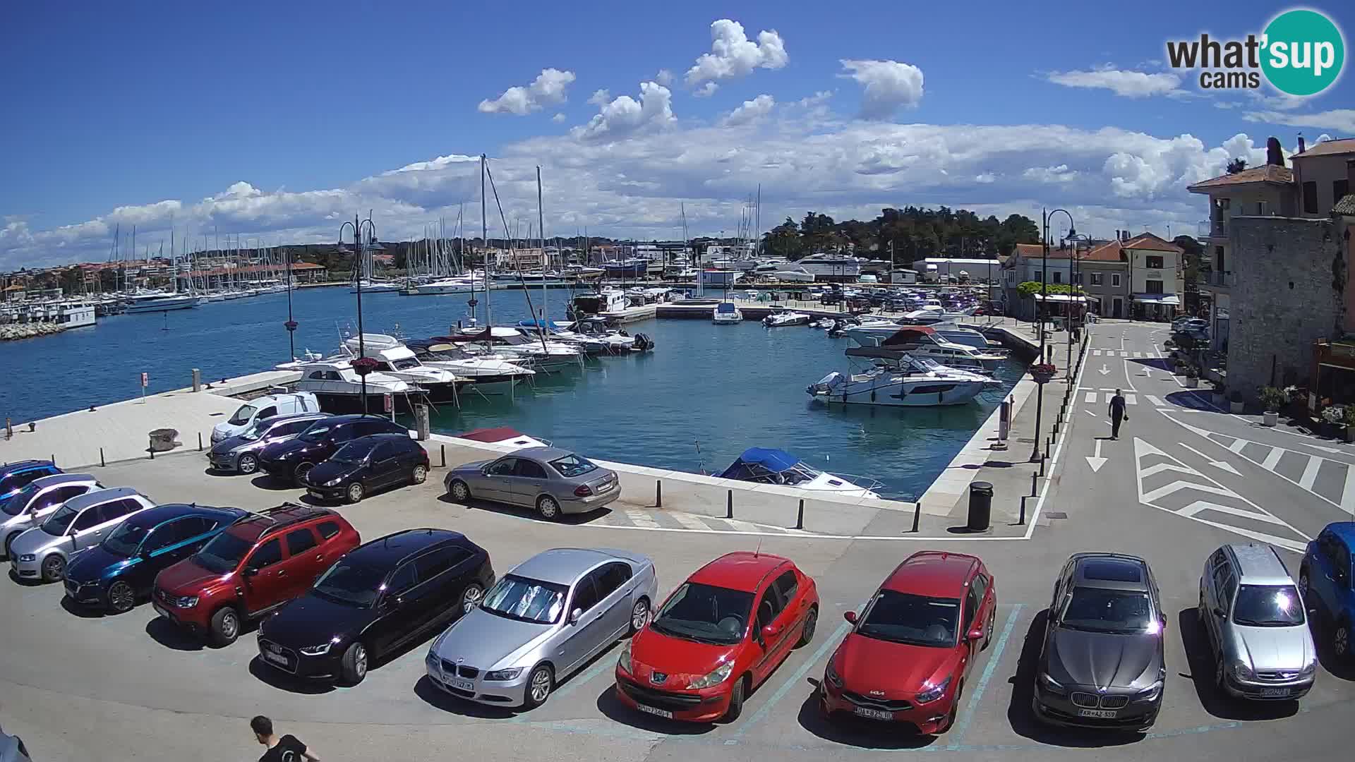 Novigrad | Porporela marina