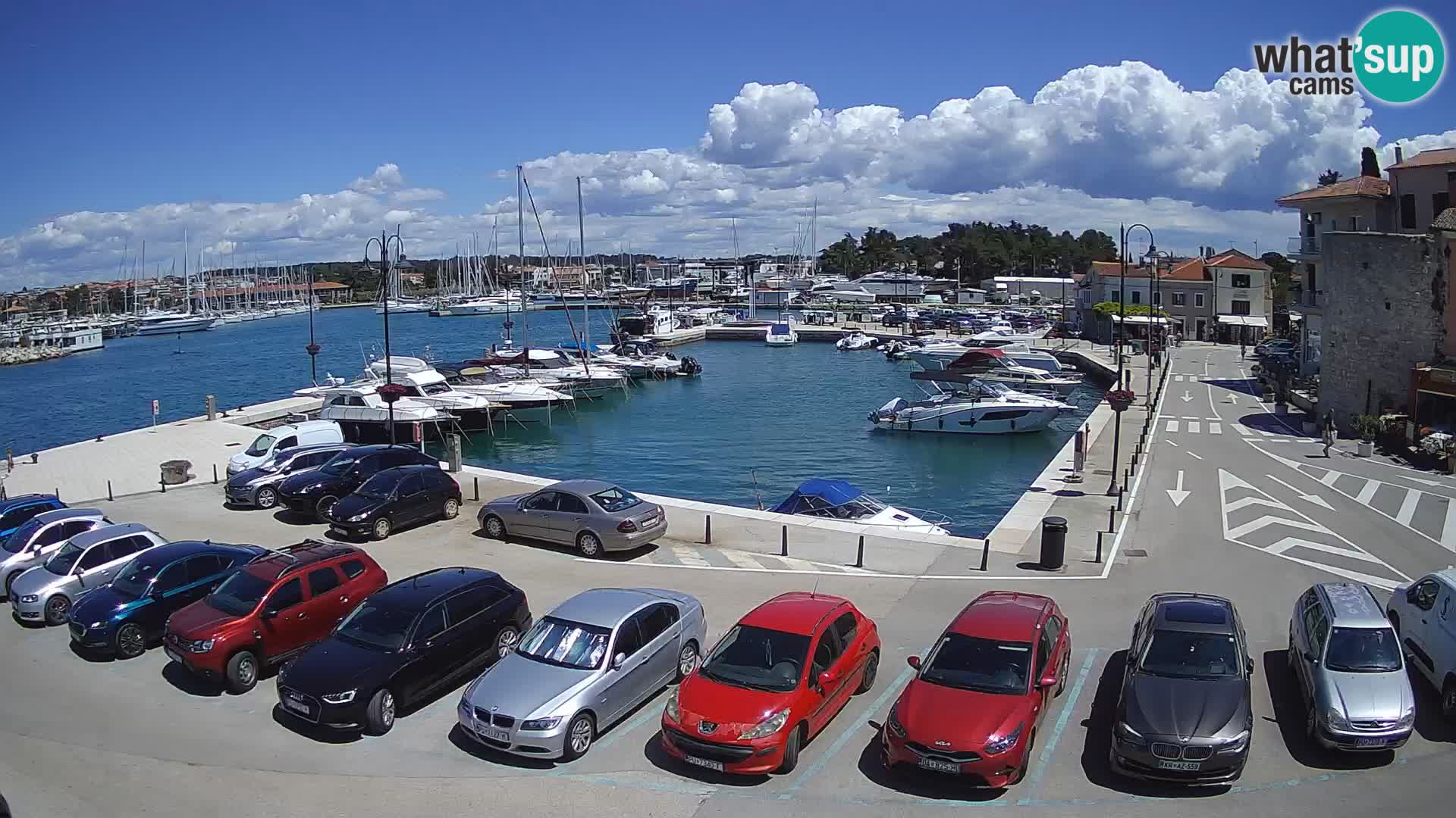 Novigrad | Porporela marina