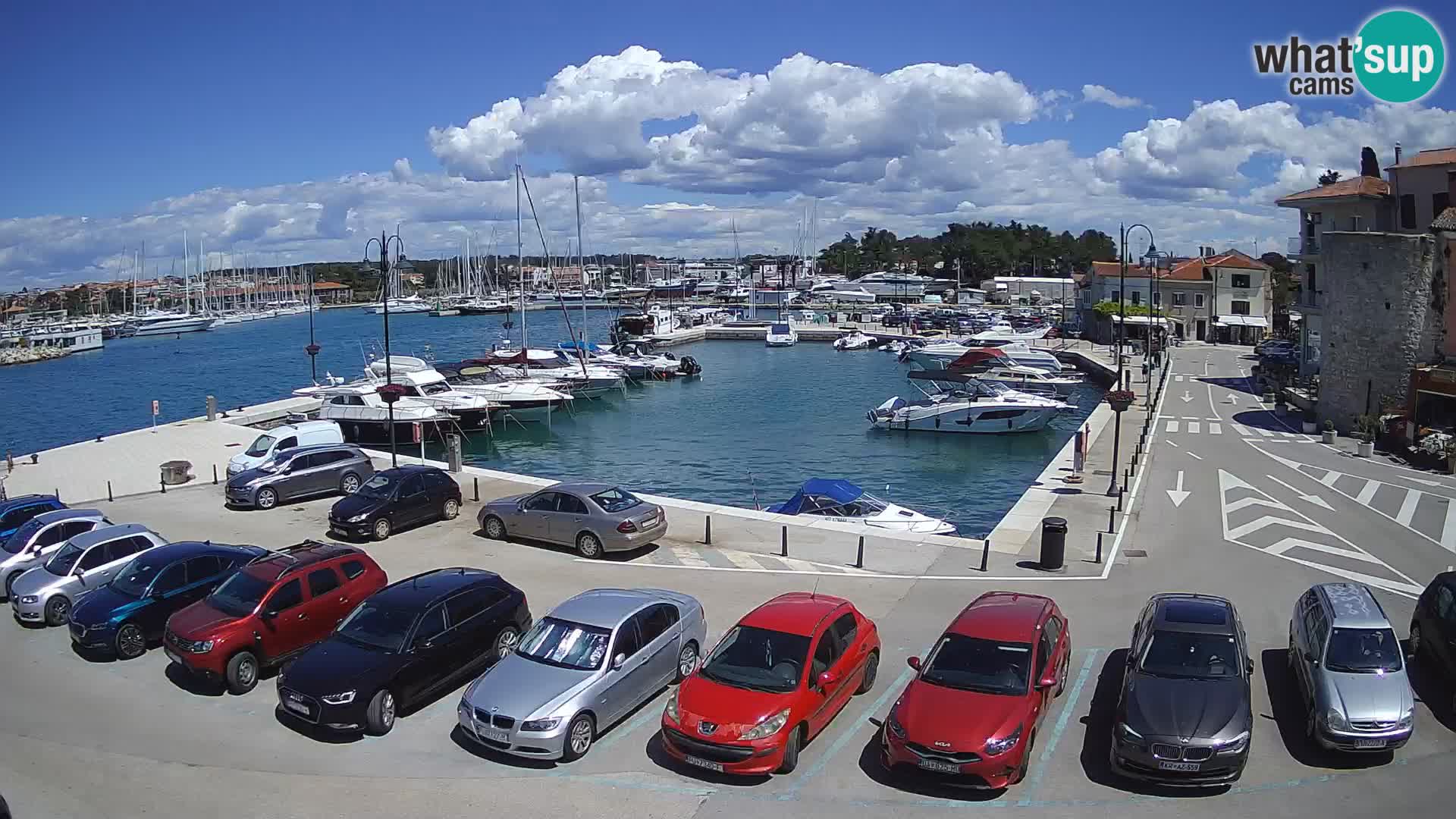 Novigrad | Porporela marina