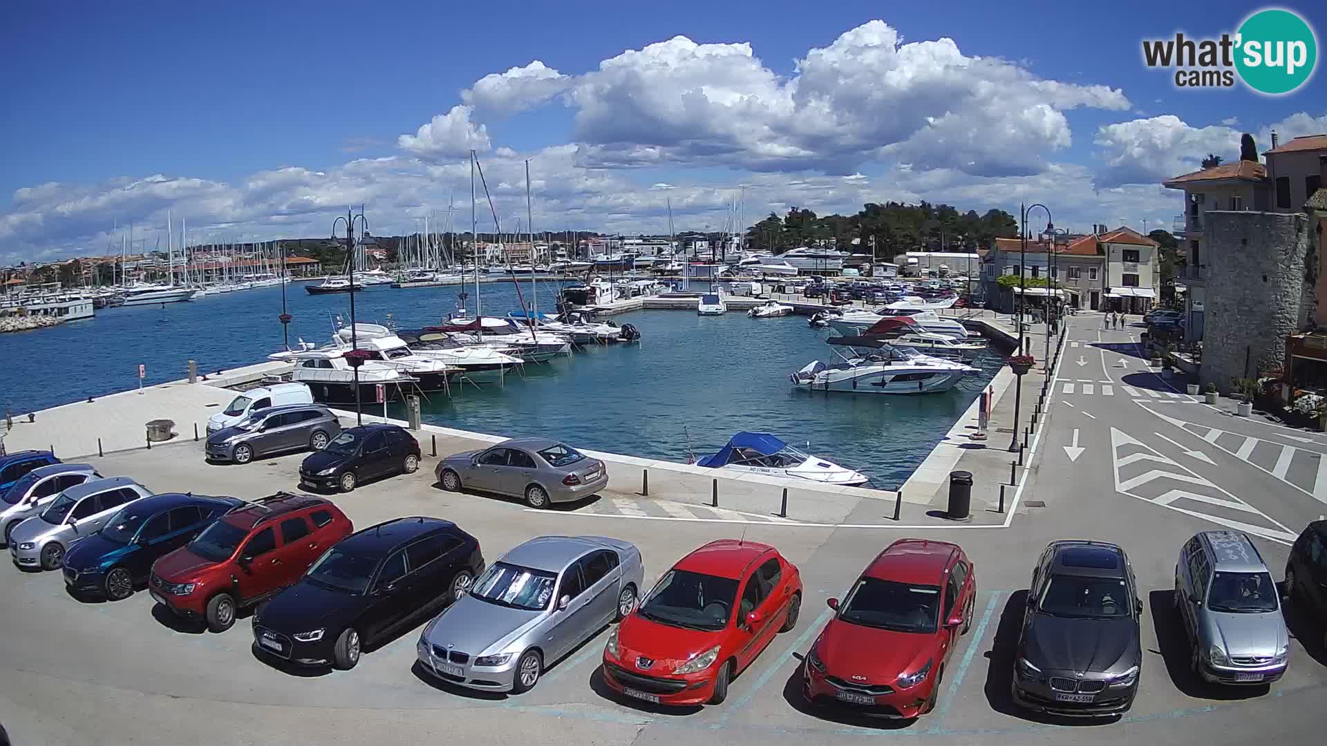 Novigrad | Porporela marina