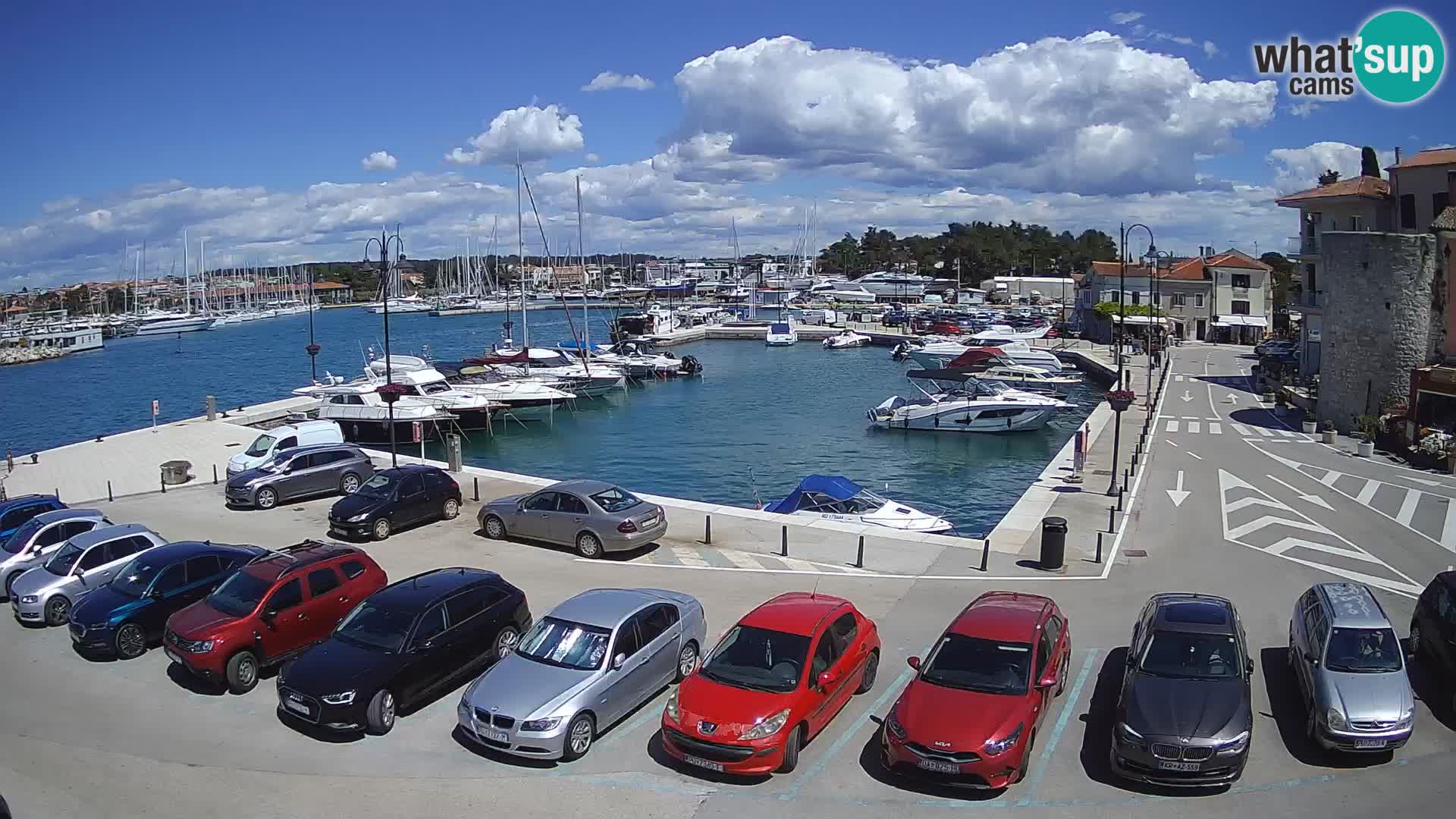 Novigrad | Porporela marina