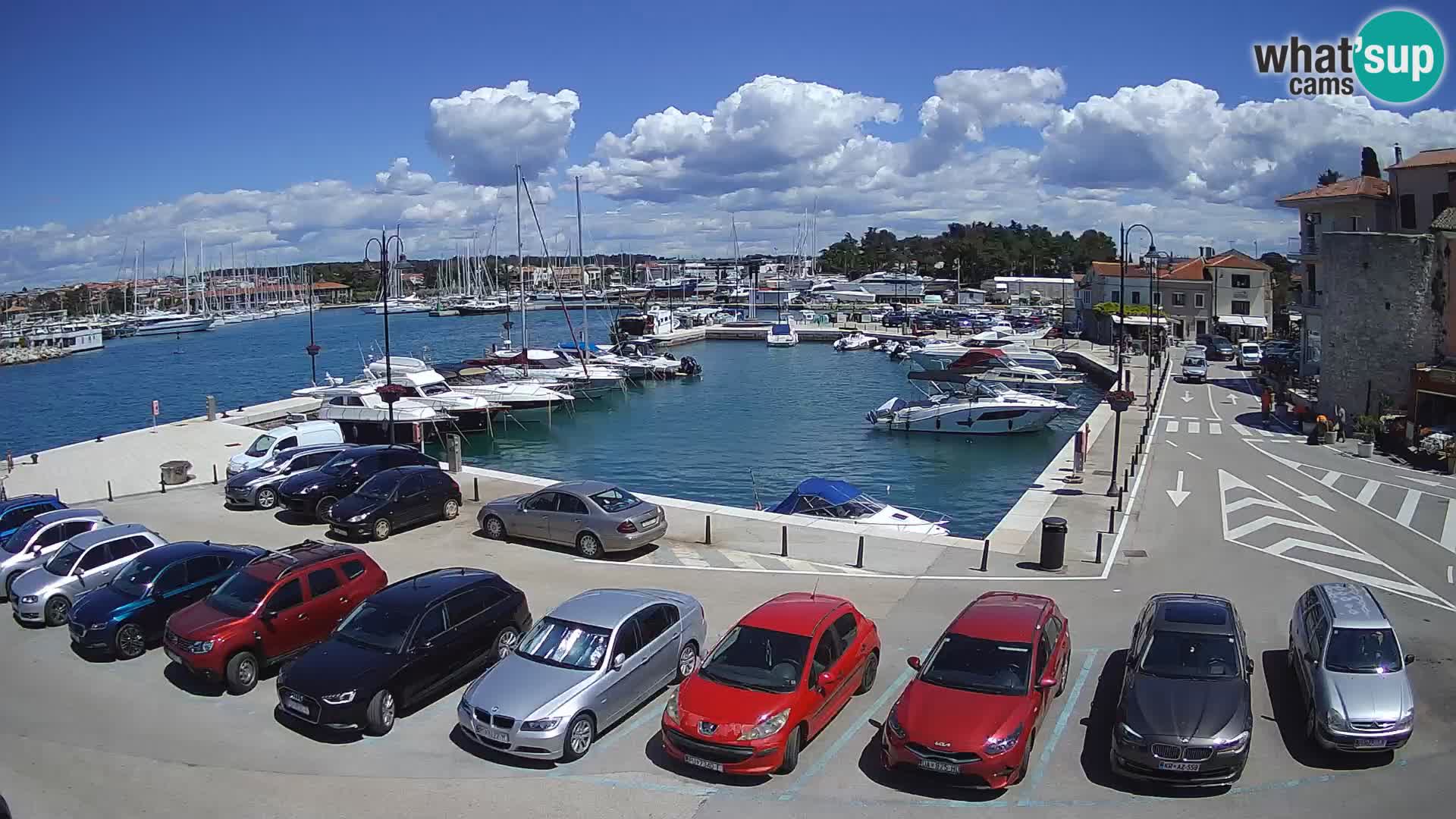Novigrad | Porporela marina