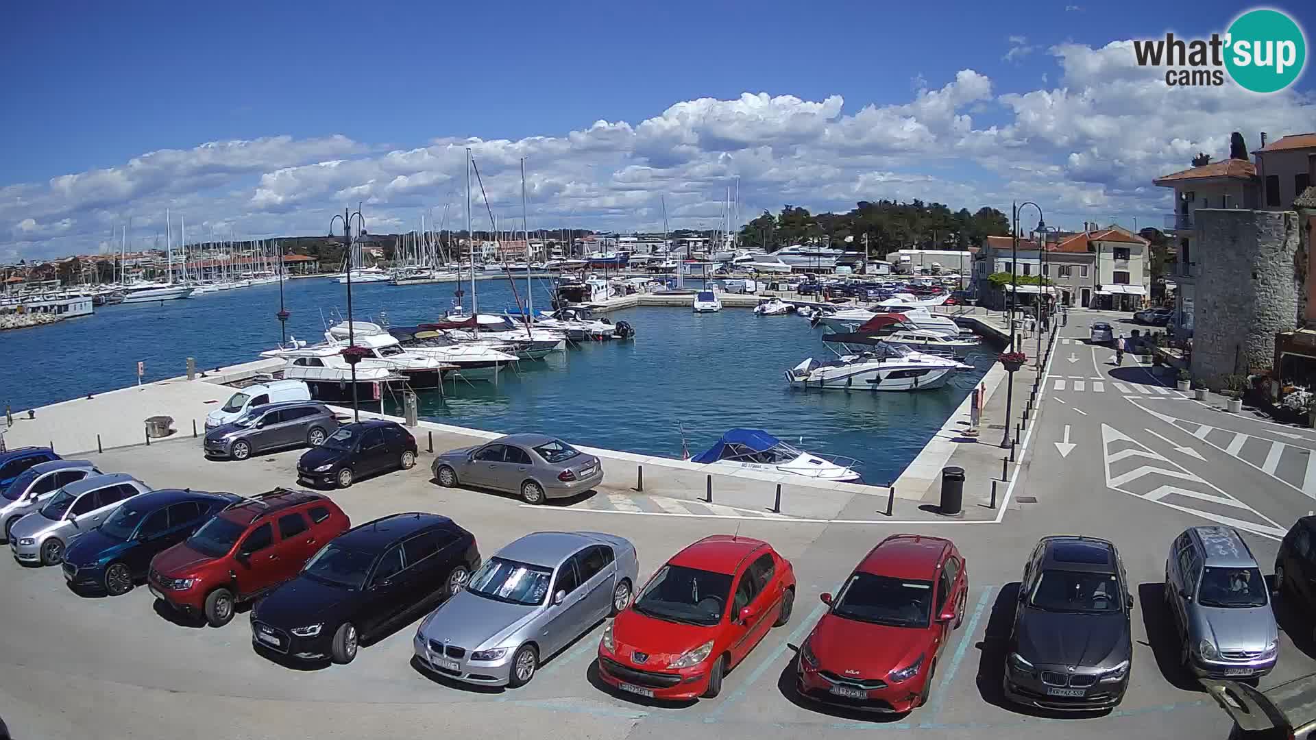 Novigrad | Porporela marina