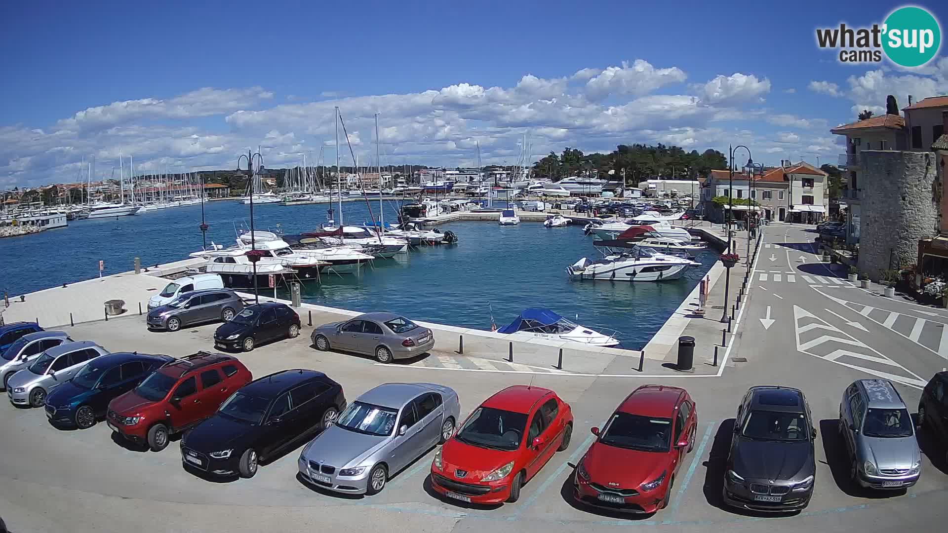 Novigrad | Porporela marina