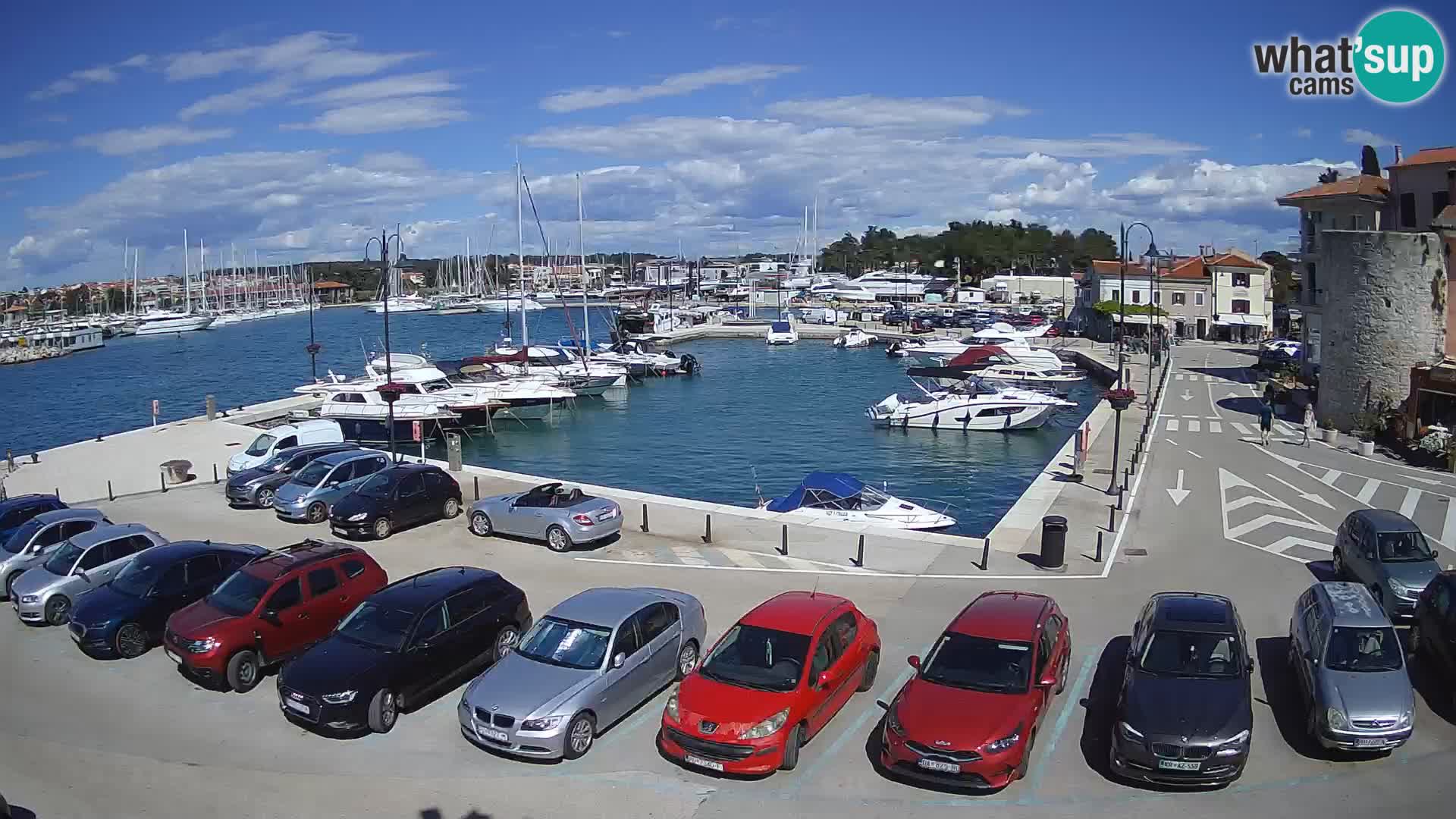 Novigrad | Porporela marina