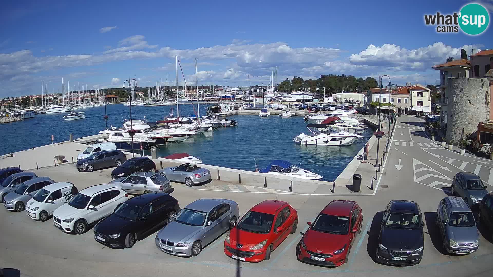 Novigrad | Porporela marina