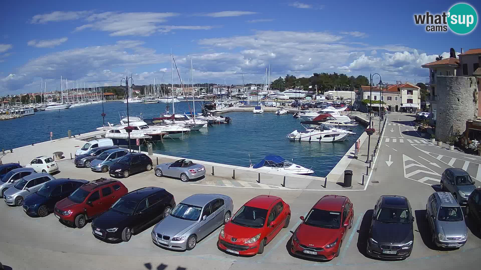 Novigrad | Porporela marina