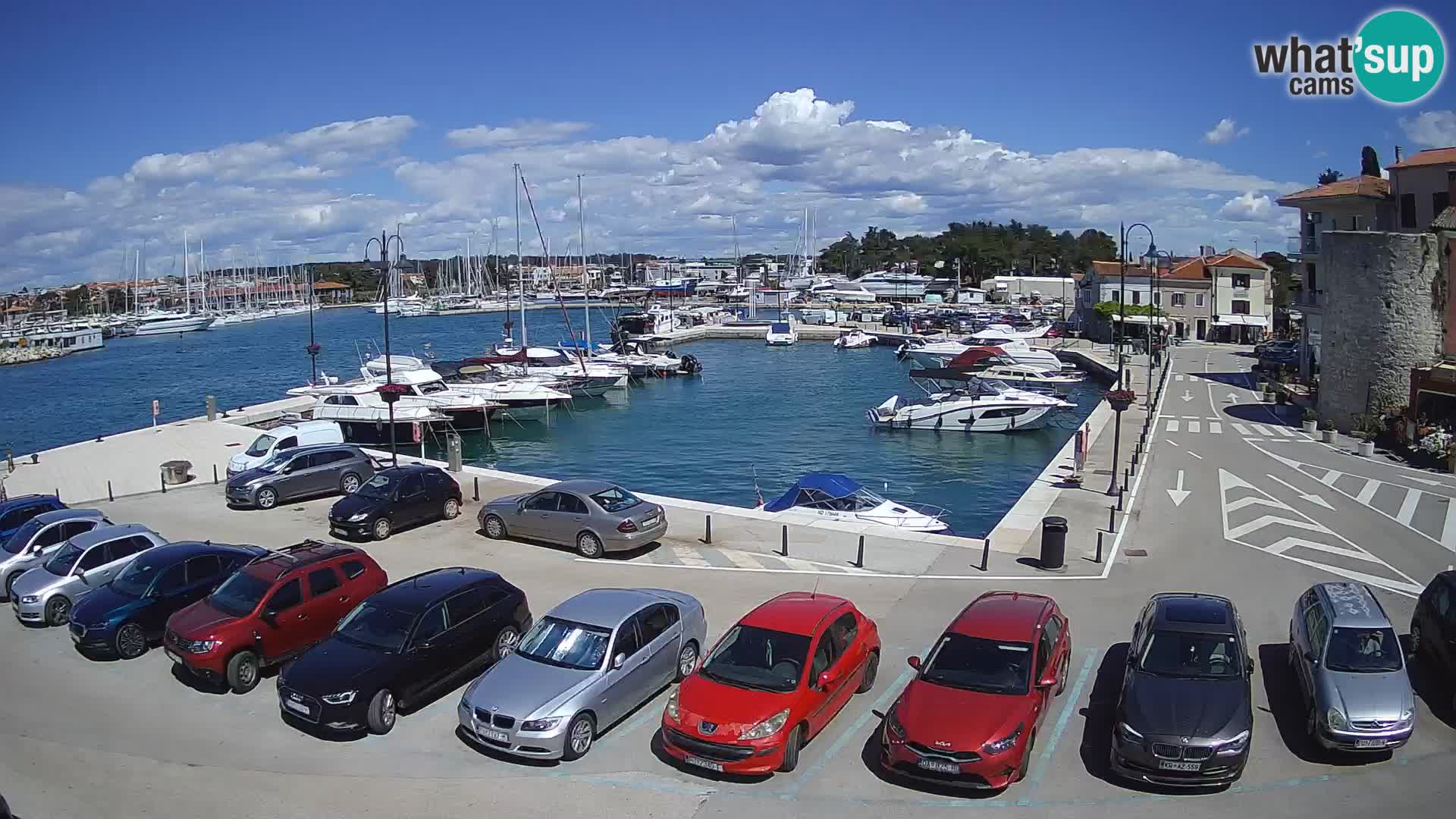 Novigrad | Porporela marina