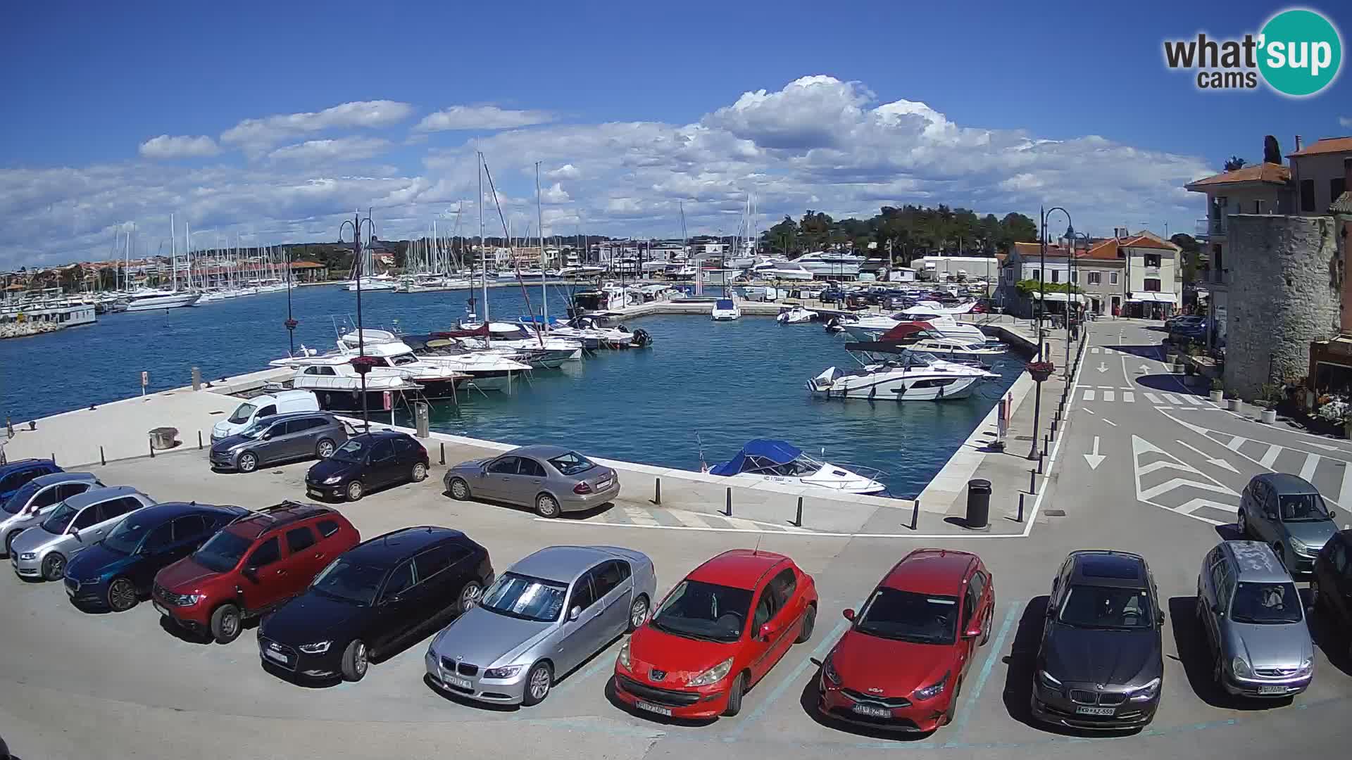 Novigrad | Porporela marina
