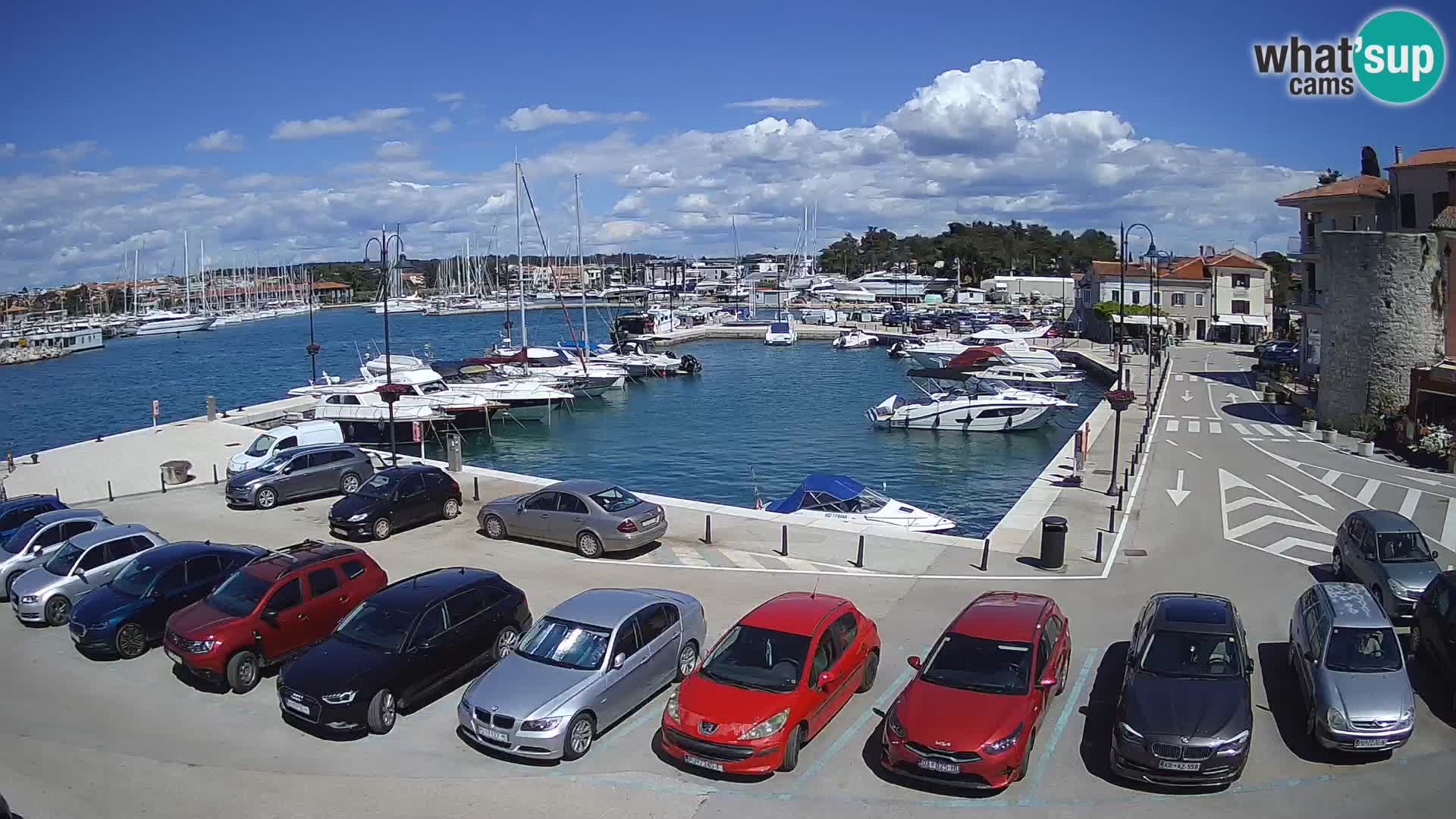 Novigrad | Porporela marina