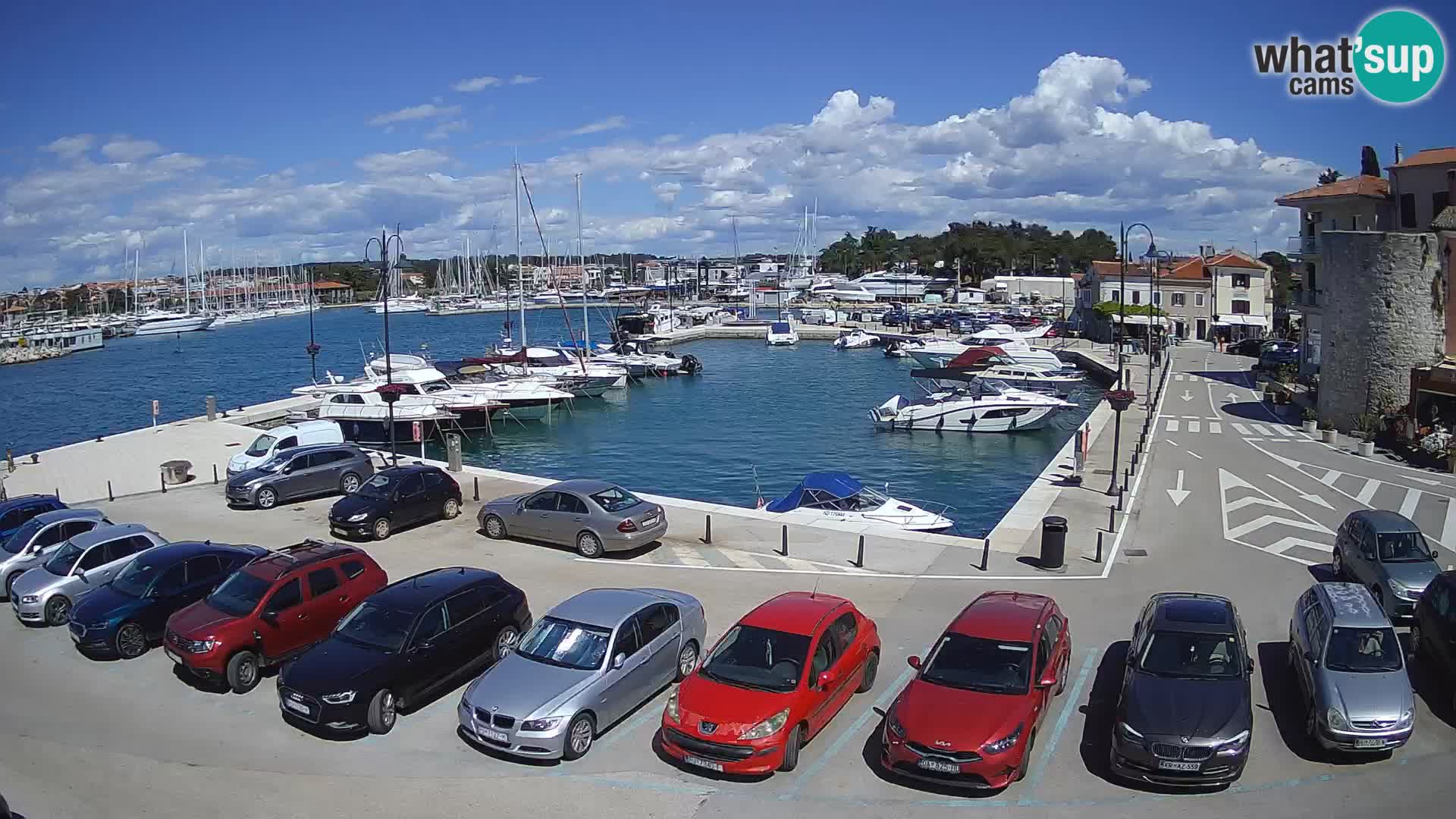 Novigrad | Porporela marina