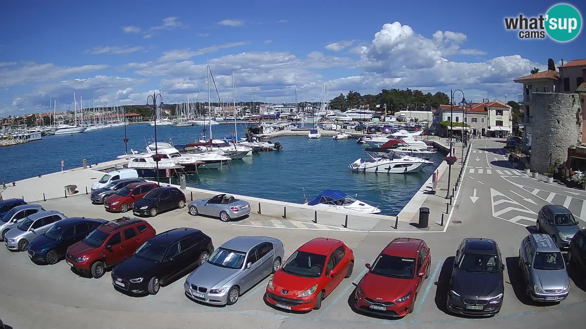 Novigrad | Porporela marina