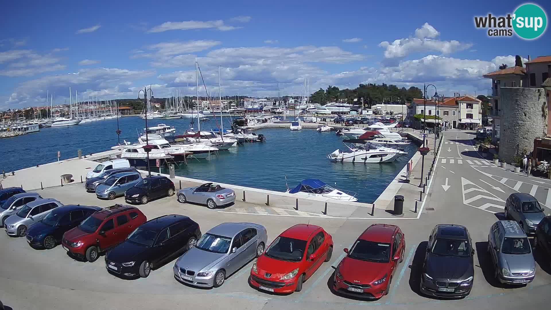 Novigrad | Porporela marina