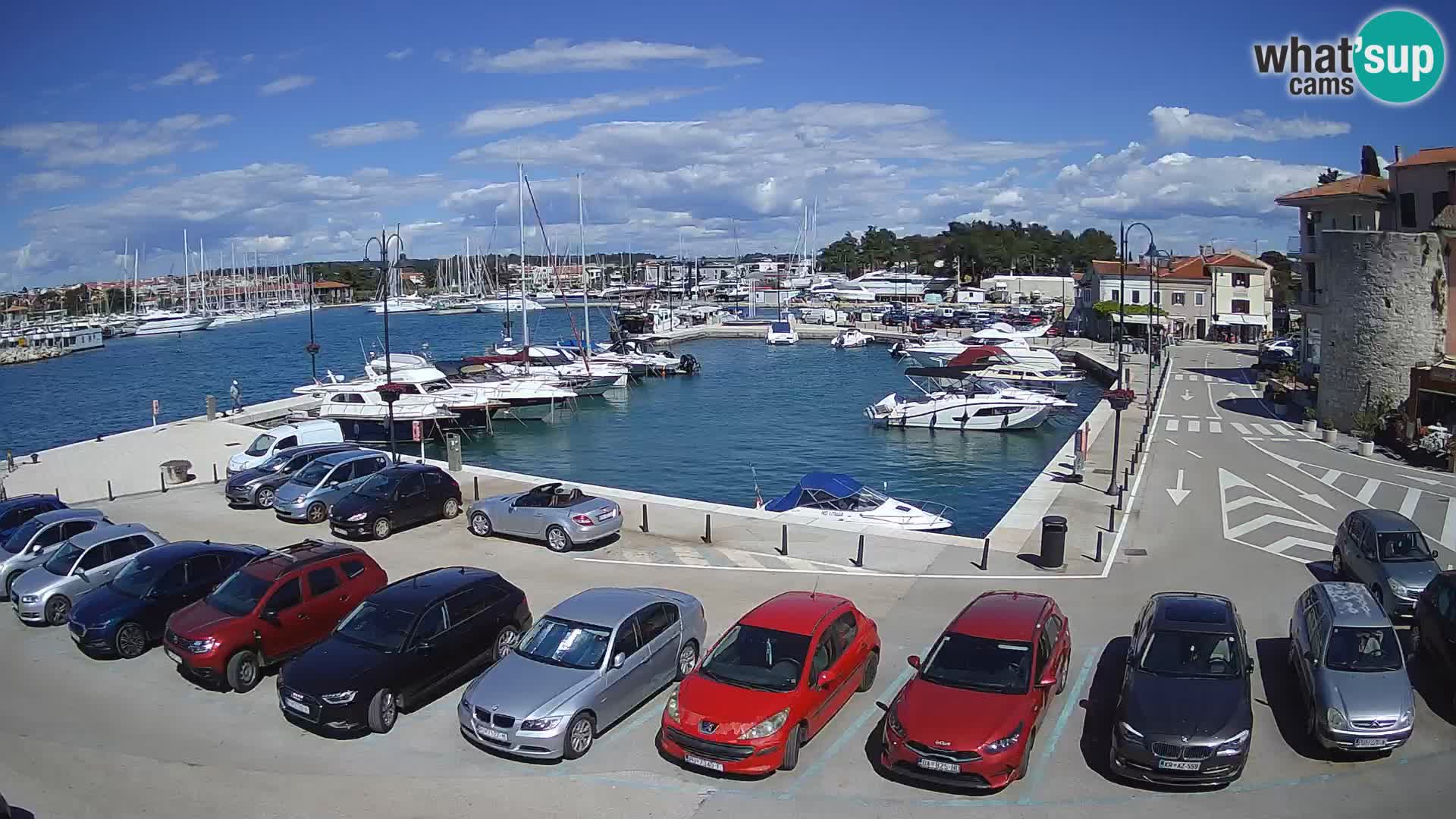 Novigrad | Porporela marina