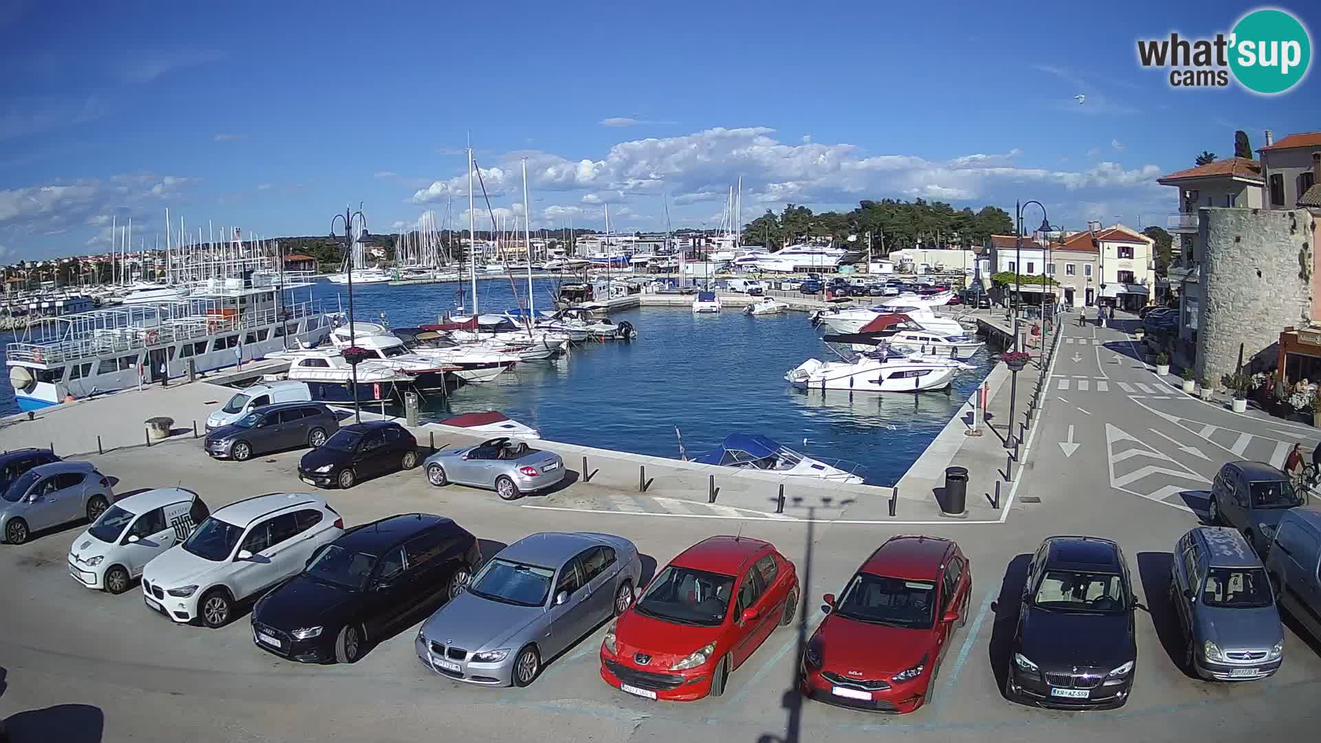 Novigrad | Porporela marina