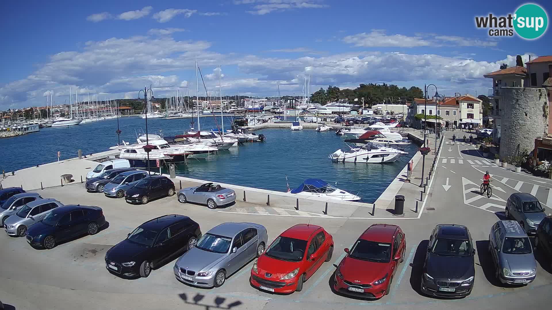 Novigrad | Porporela marina