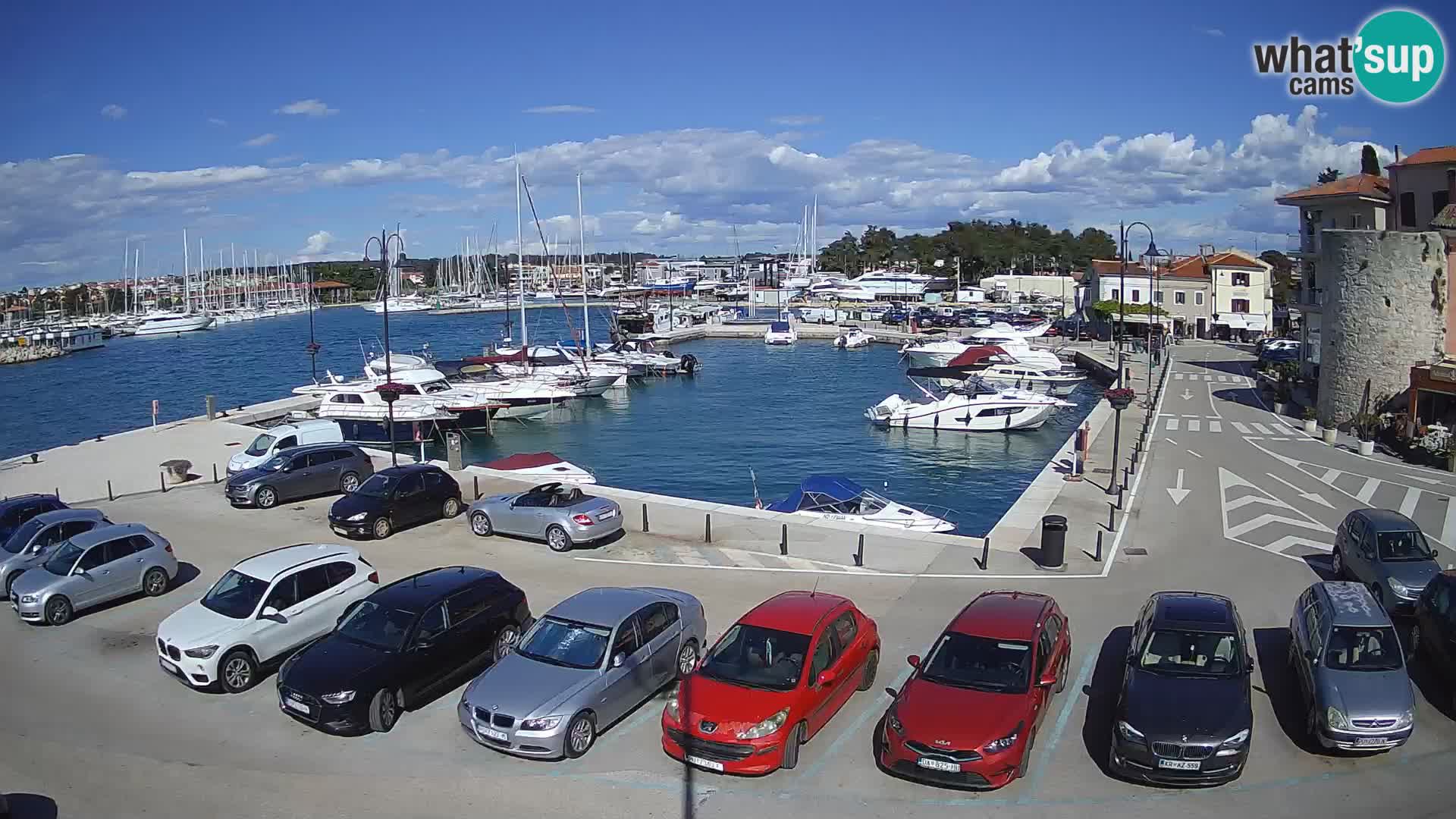 Novigrad | Porporela marina