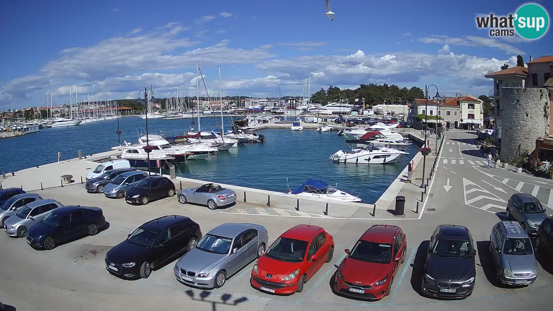 Novigrad | Porporela marina