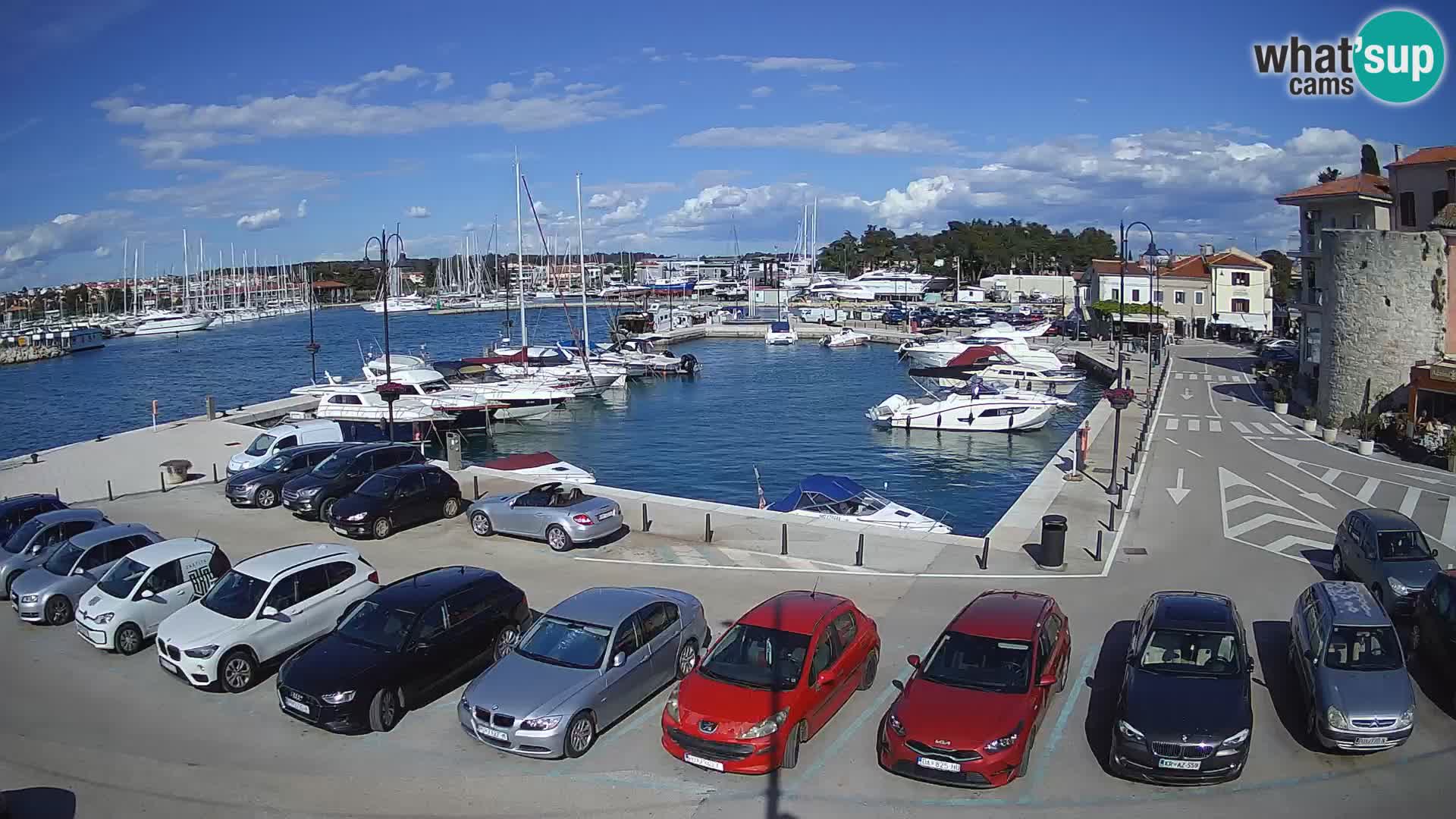 Novigrad | Porporela marina