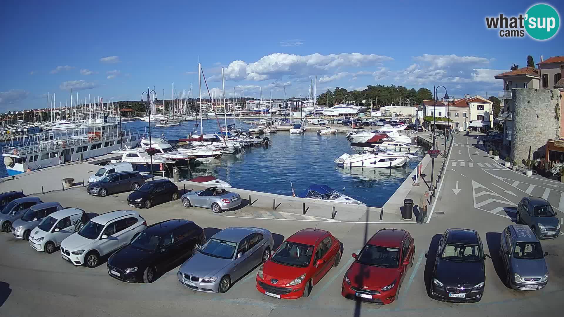 Novigrad | Porporela marina