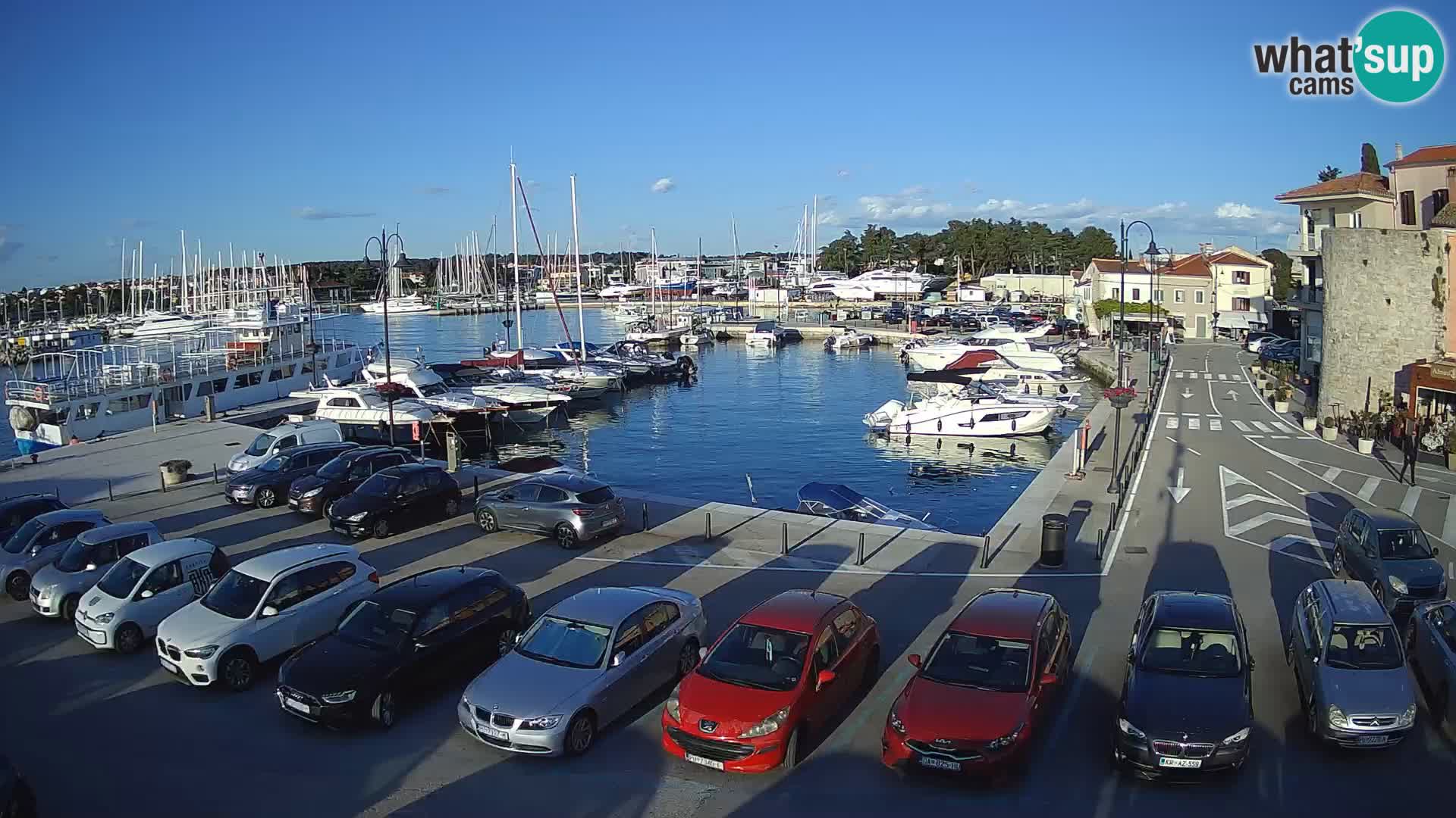 Novigrad | Porporela marina