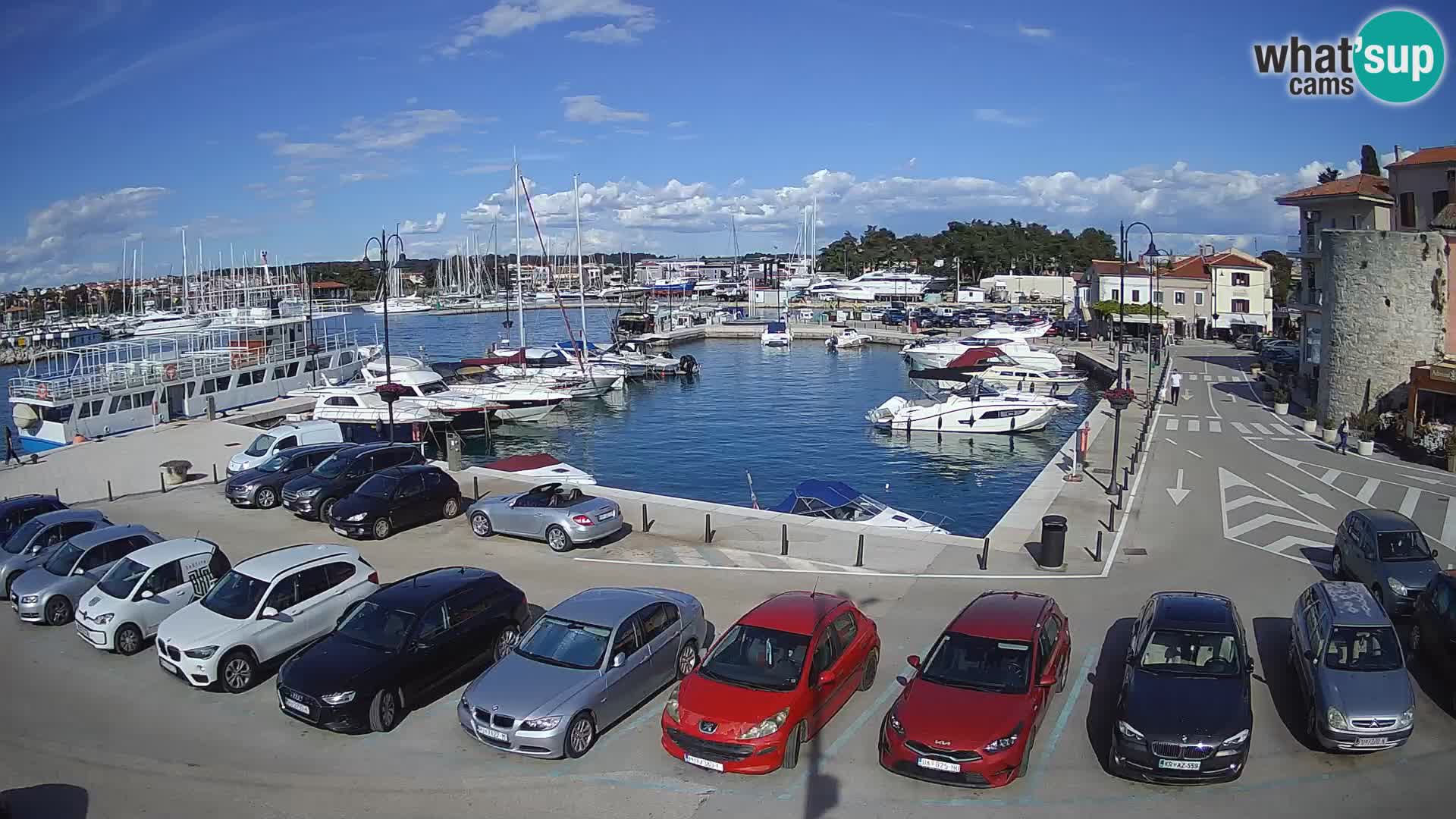 Novigrad | Porporela marina