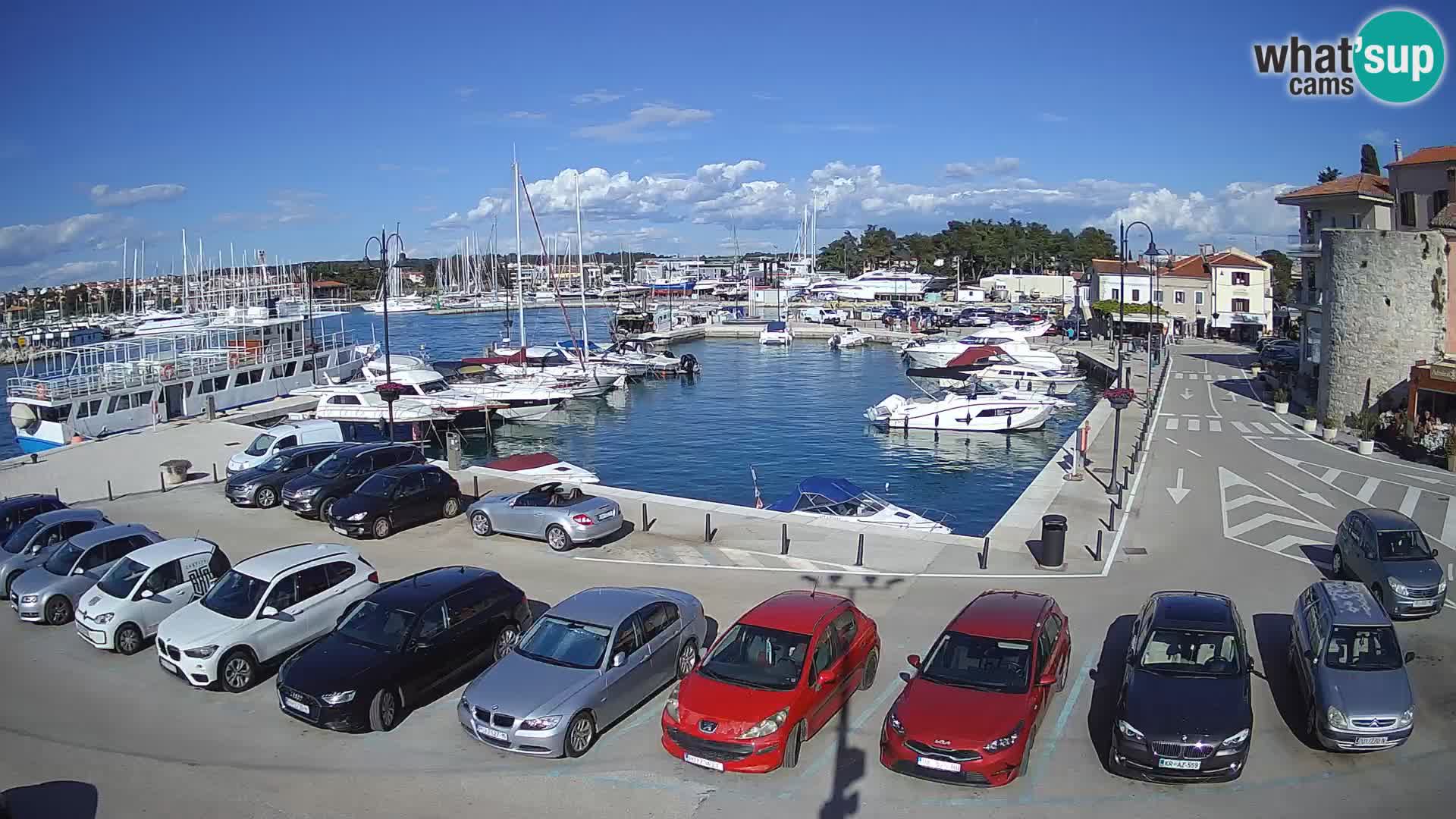 Novigrad | Porporela marina
