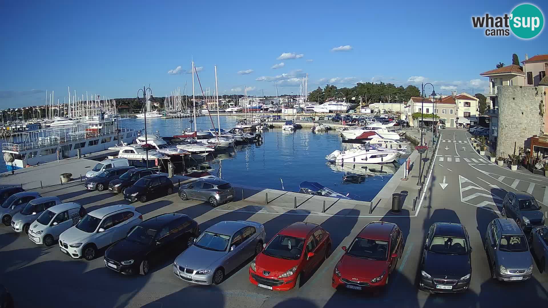Novigrad | Porporela marina