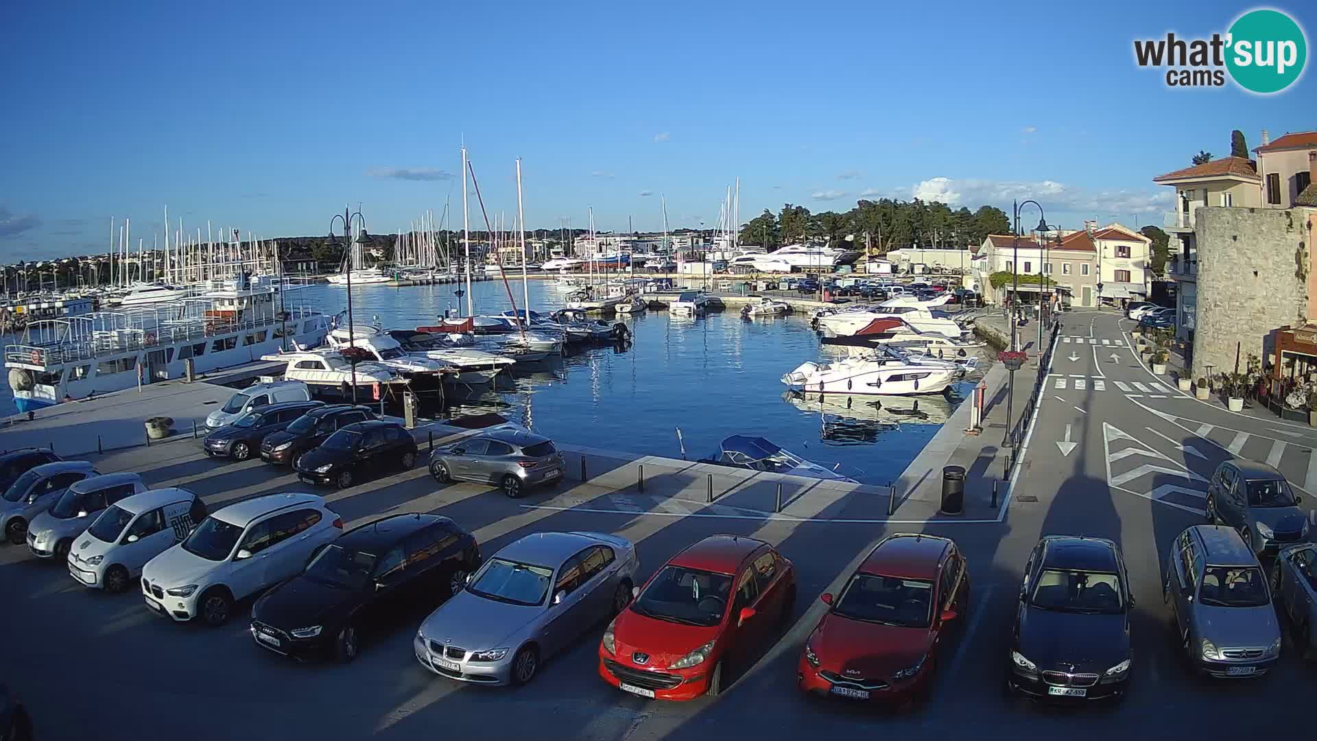 Novigrad | Porporela marina