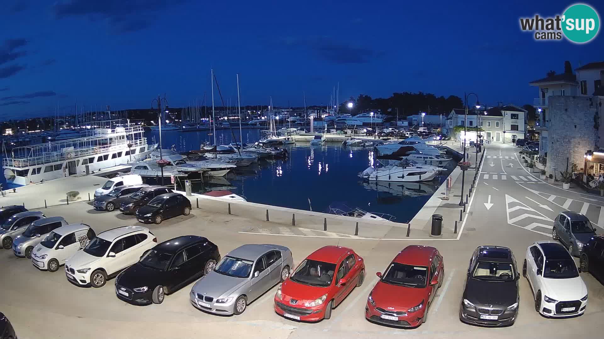 Novigrad | Porporela marina