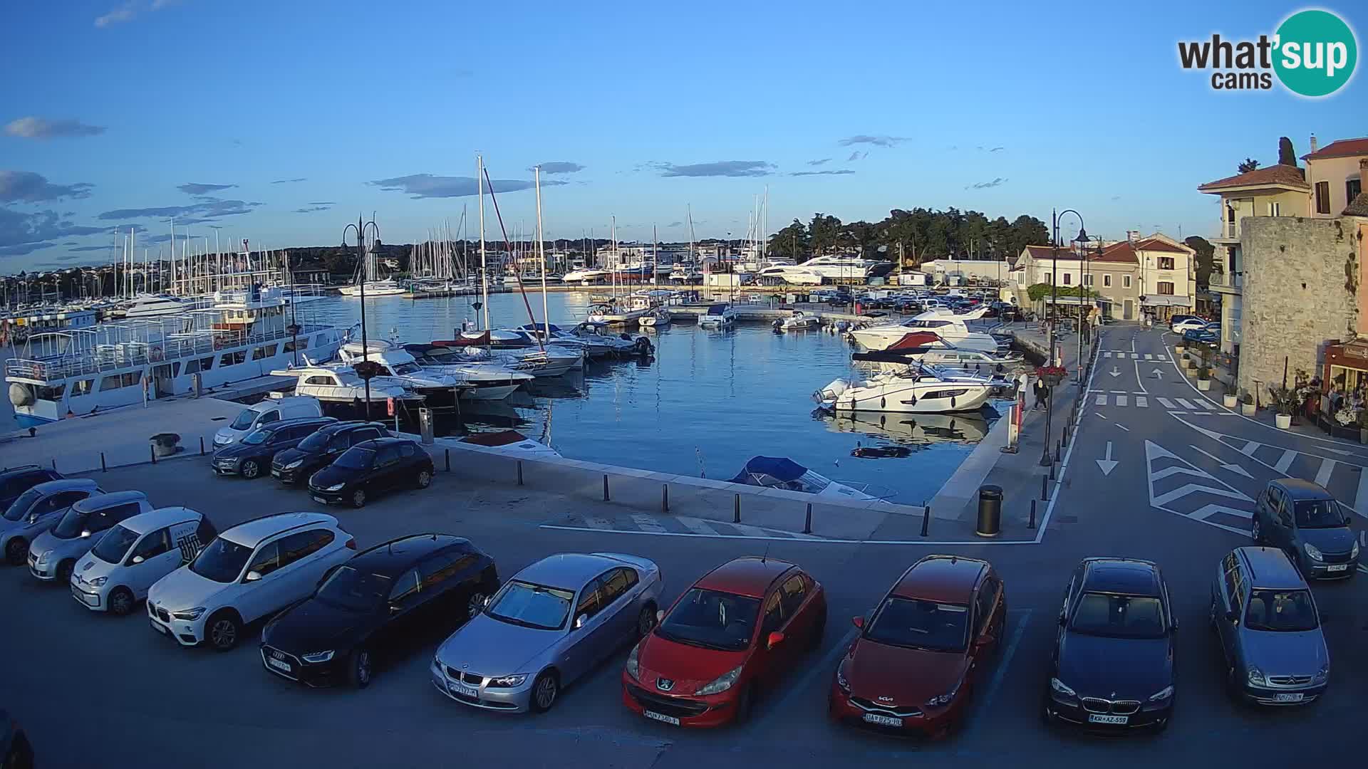 Novigrad | Porporela marina