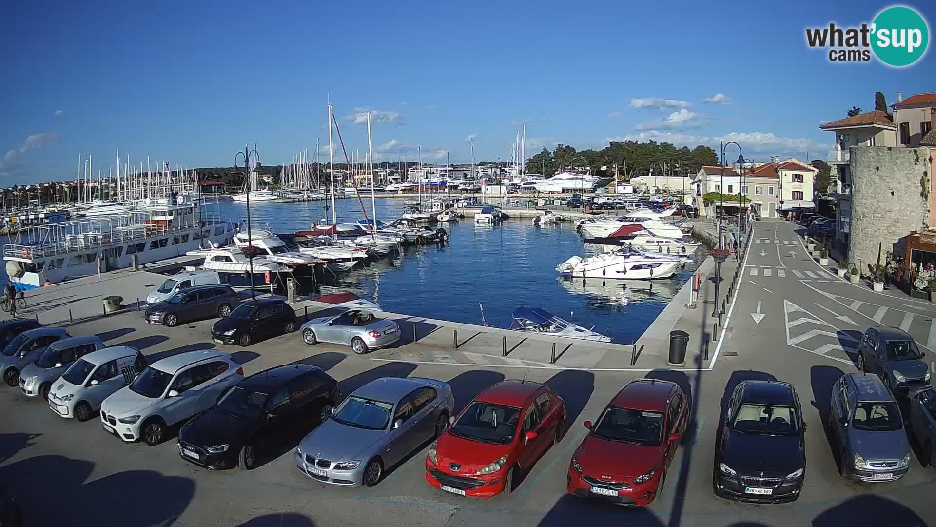 Novigrad | Porporela marina