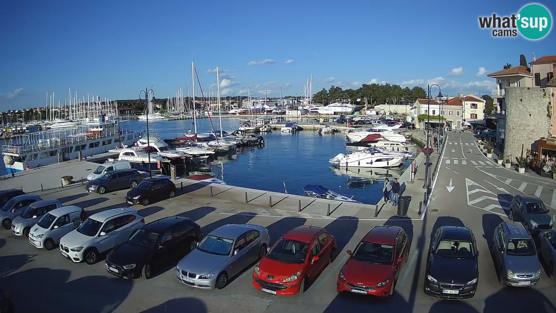 Novigrad | Porporela marina