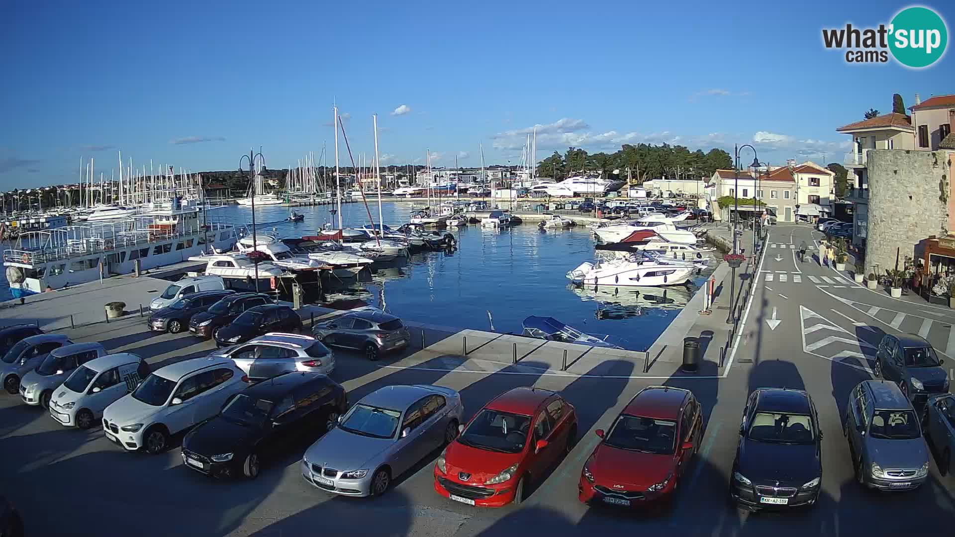 Novigrad | Porporela marina
