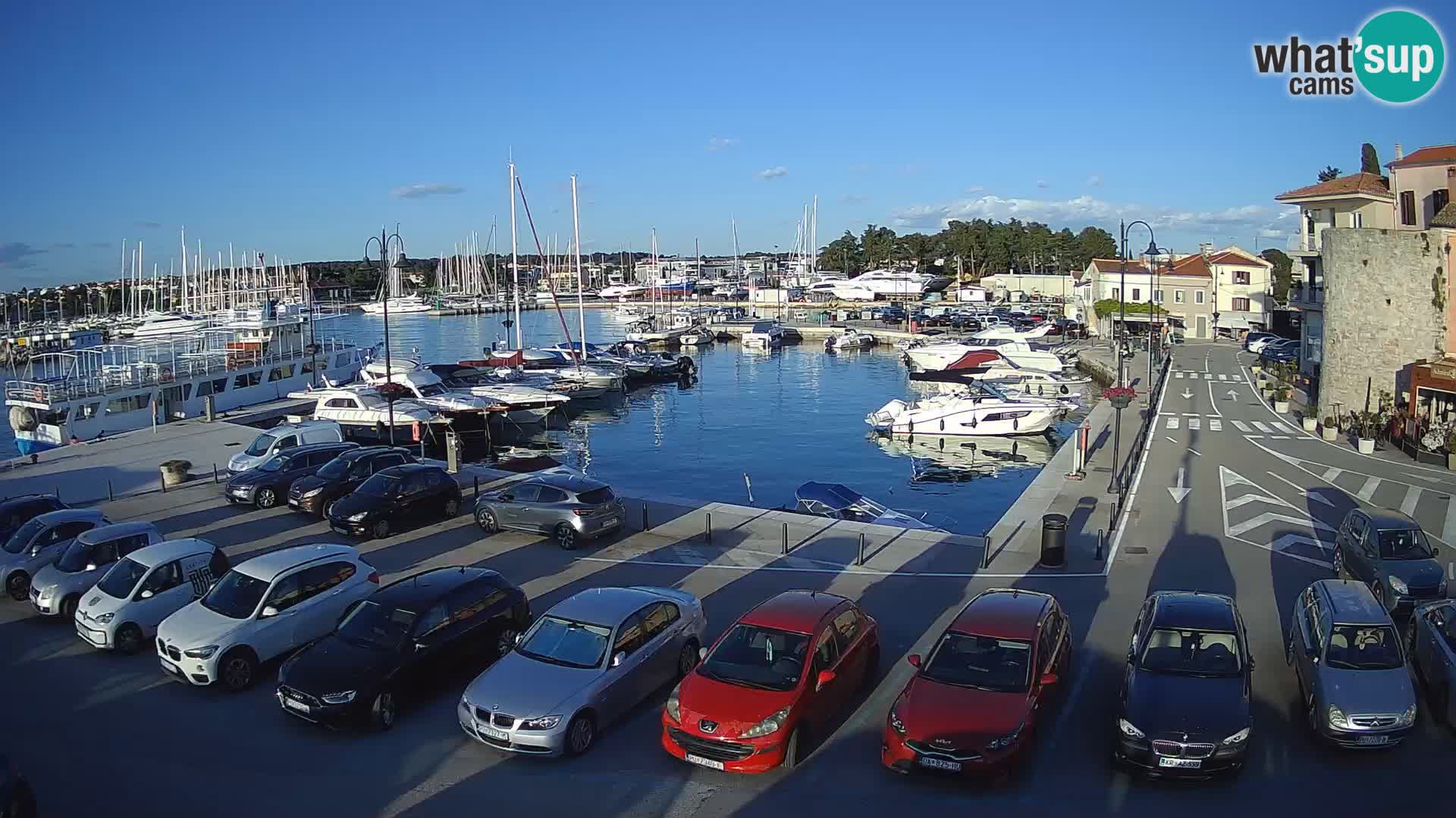 Novigrad | Porporela marina