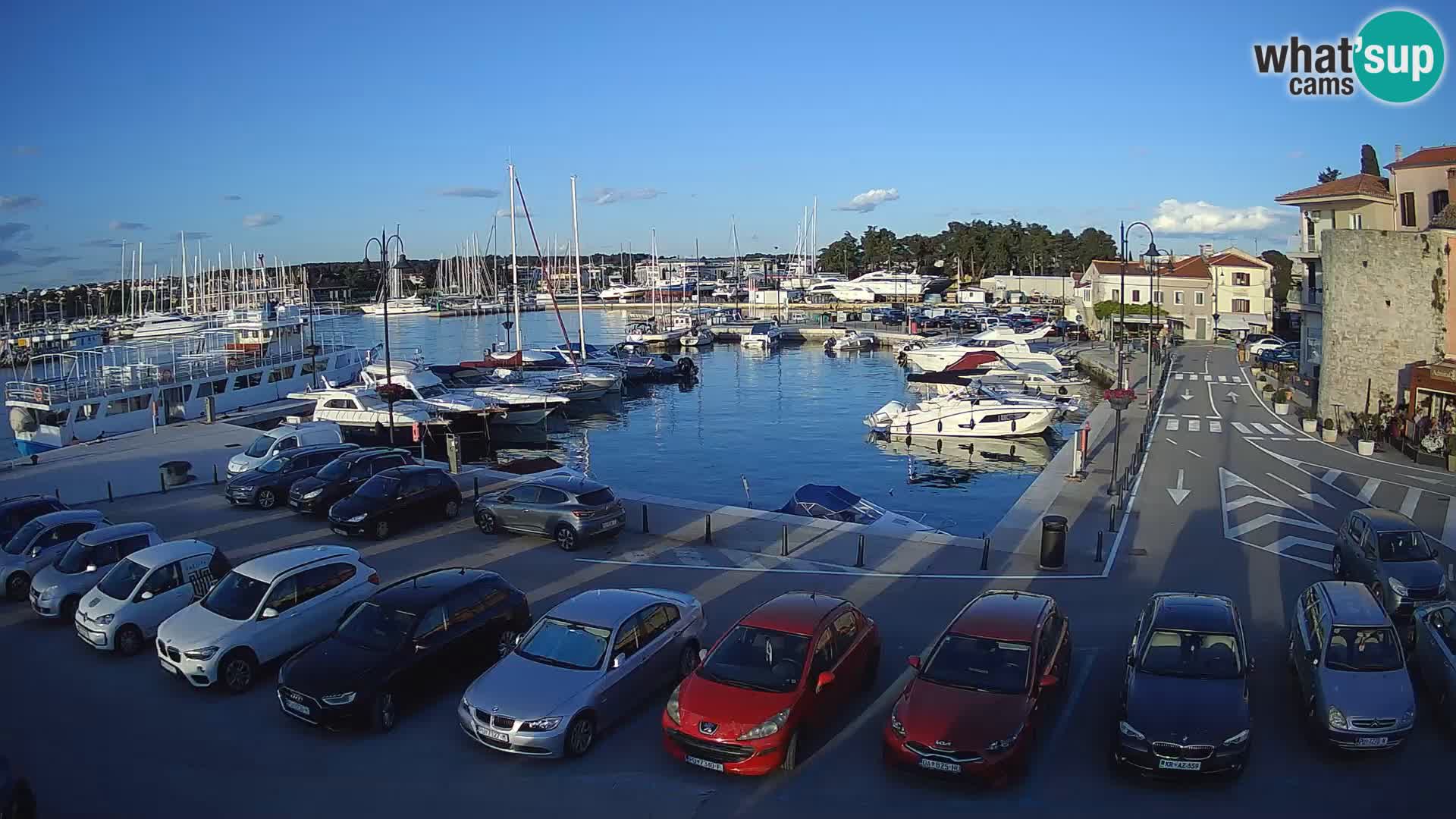 Novigrad | Porporela marina