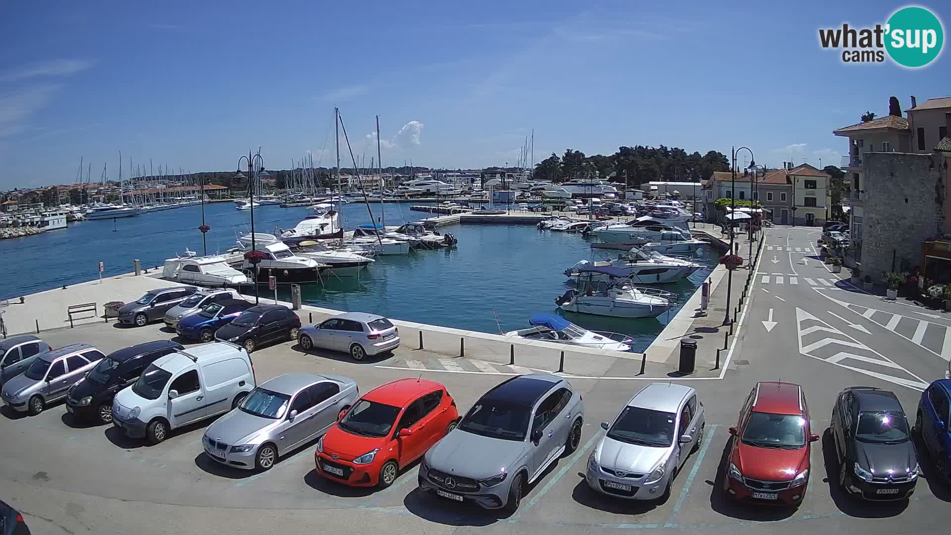 Novigrad | Porporela marina