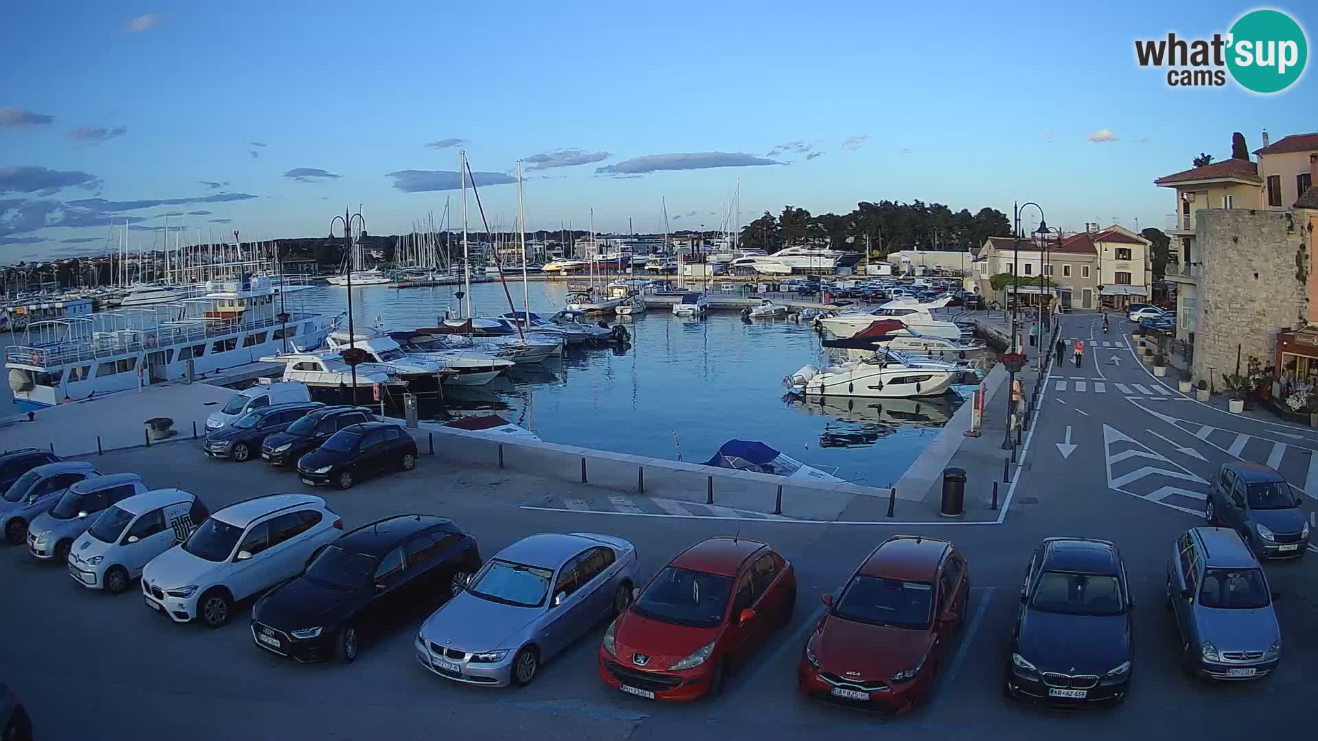 Novigrad | Porporela marina