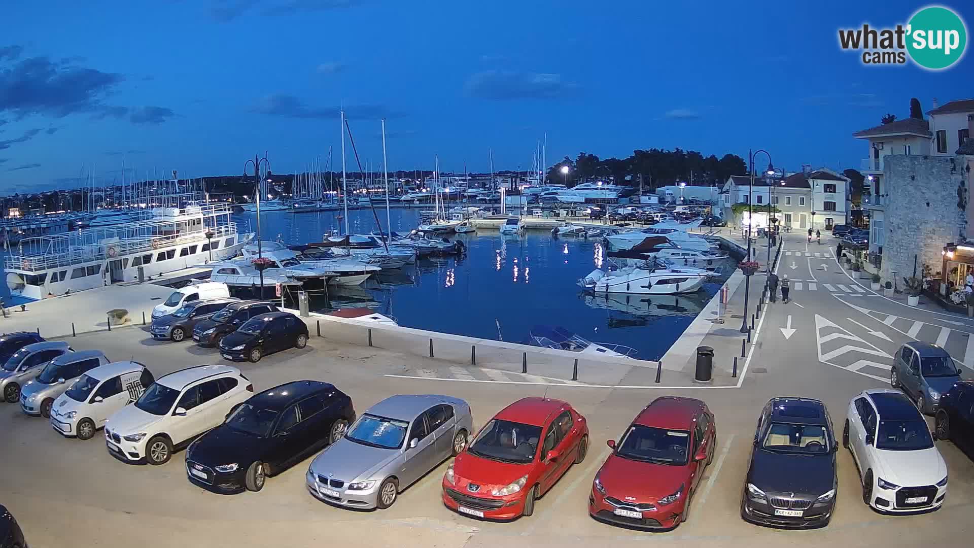 Novigrad | Porporela marina