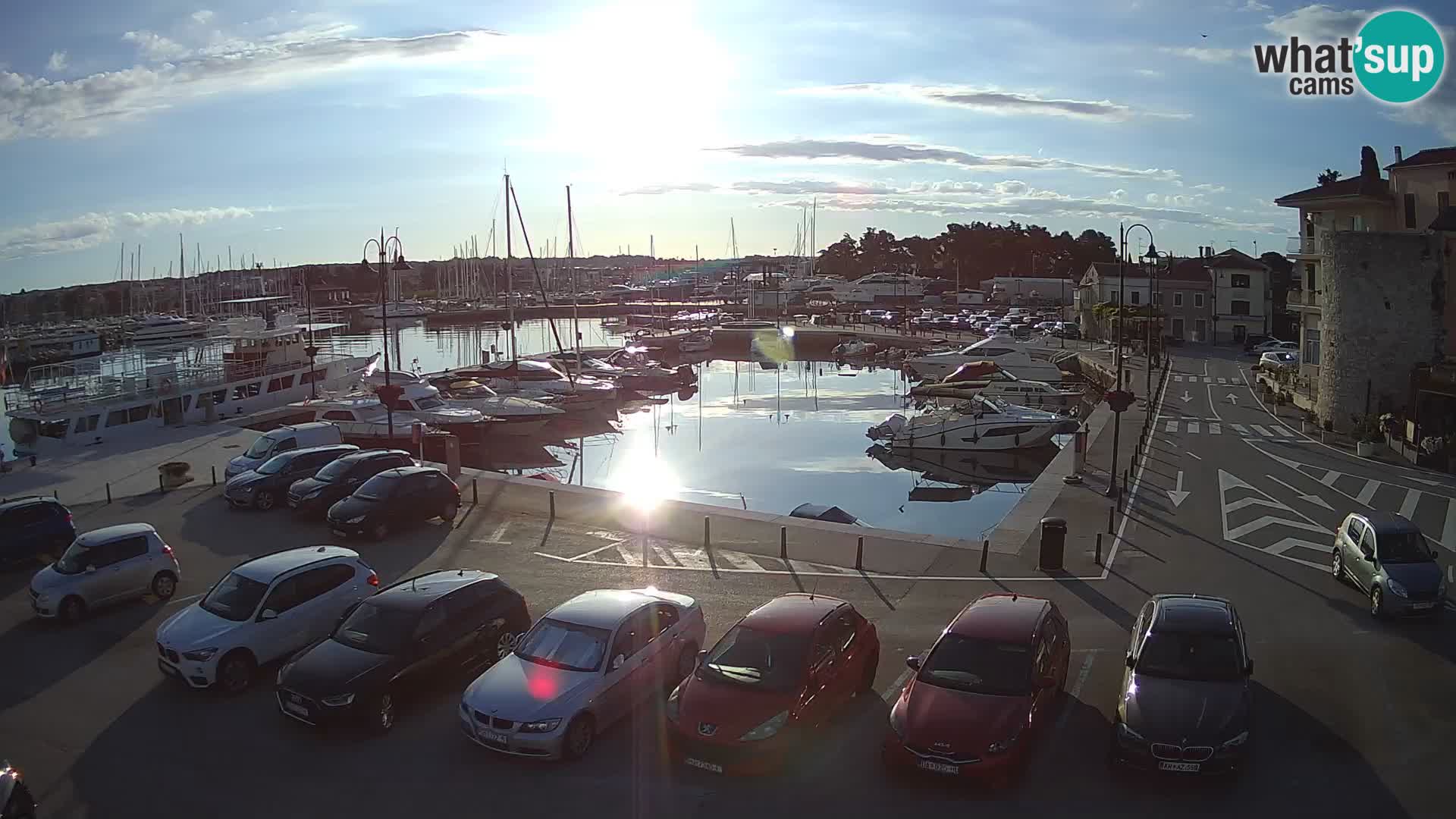 Novigrad | Porporela marina