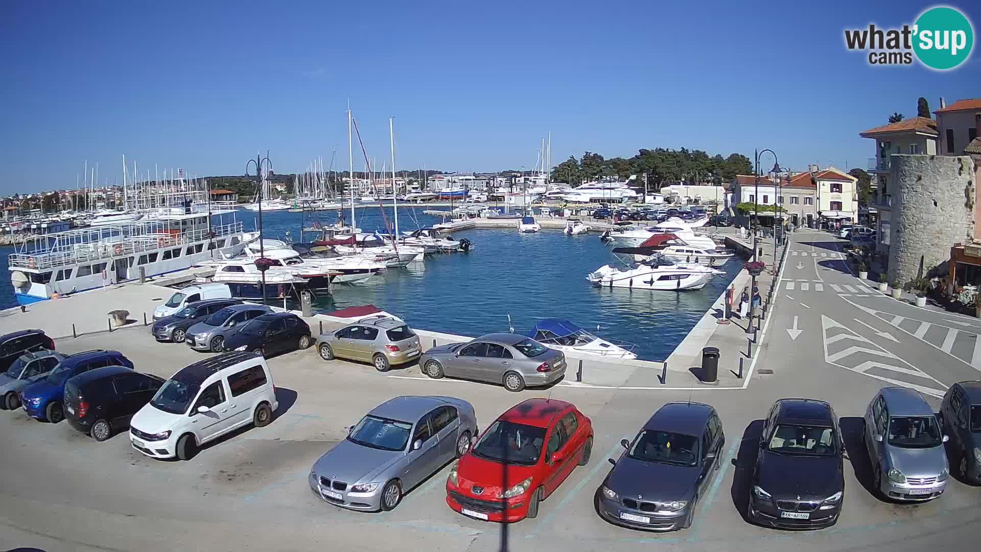 Novigrad | Porporela marina