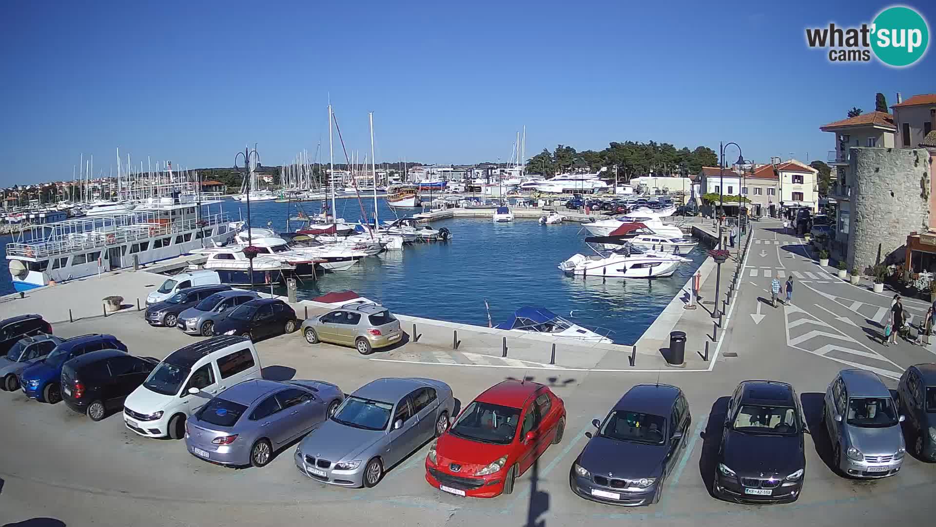 Novigrad | Porporela marina