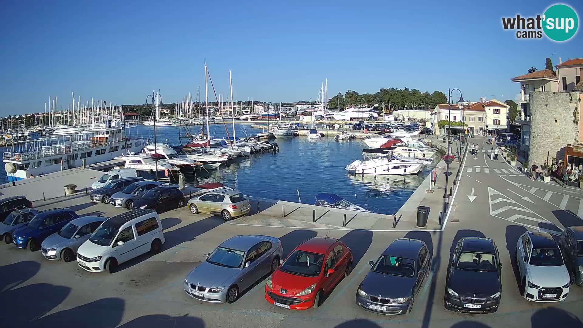 Novigrad | Porporela marina