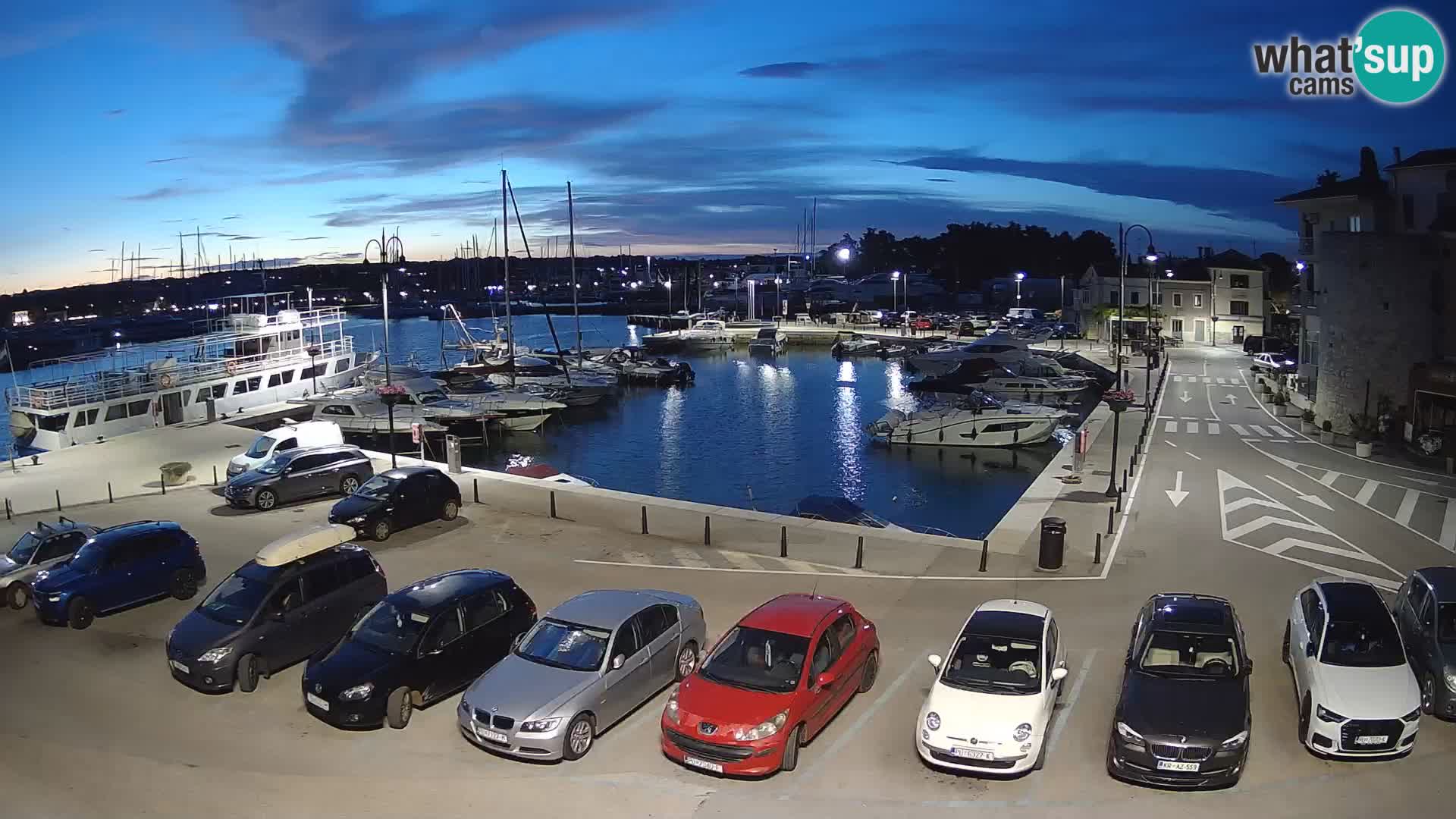Novigrad | Porporela marina