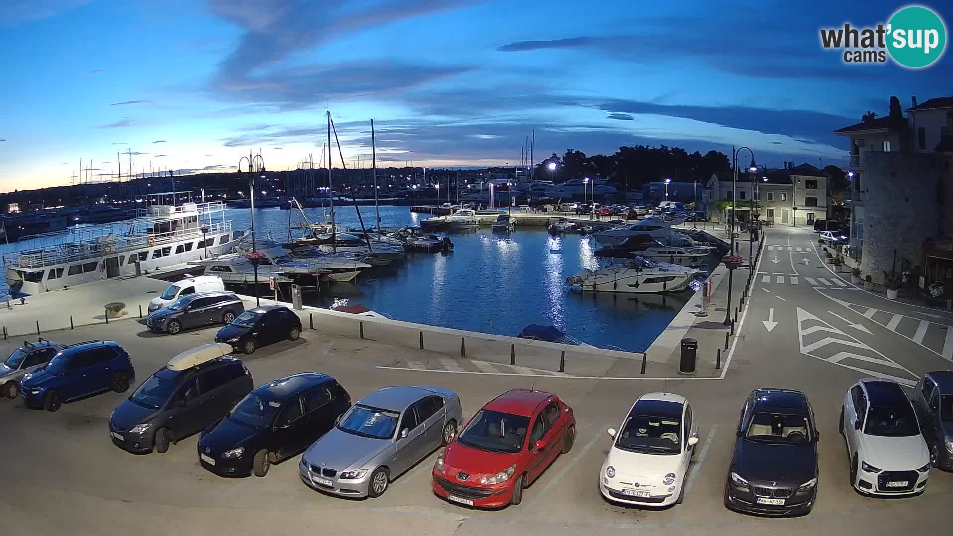 Novigrad | Porporela marina