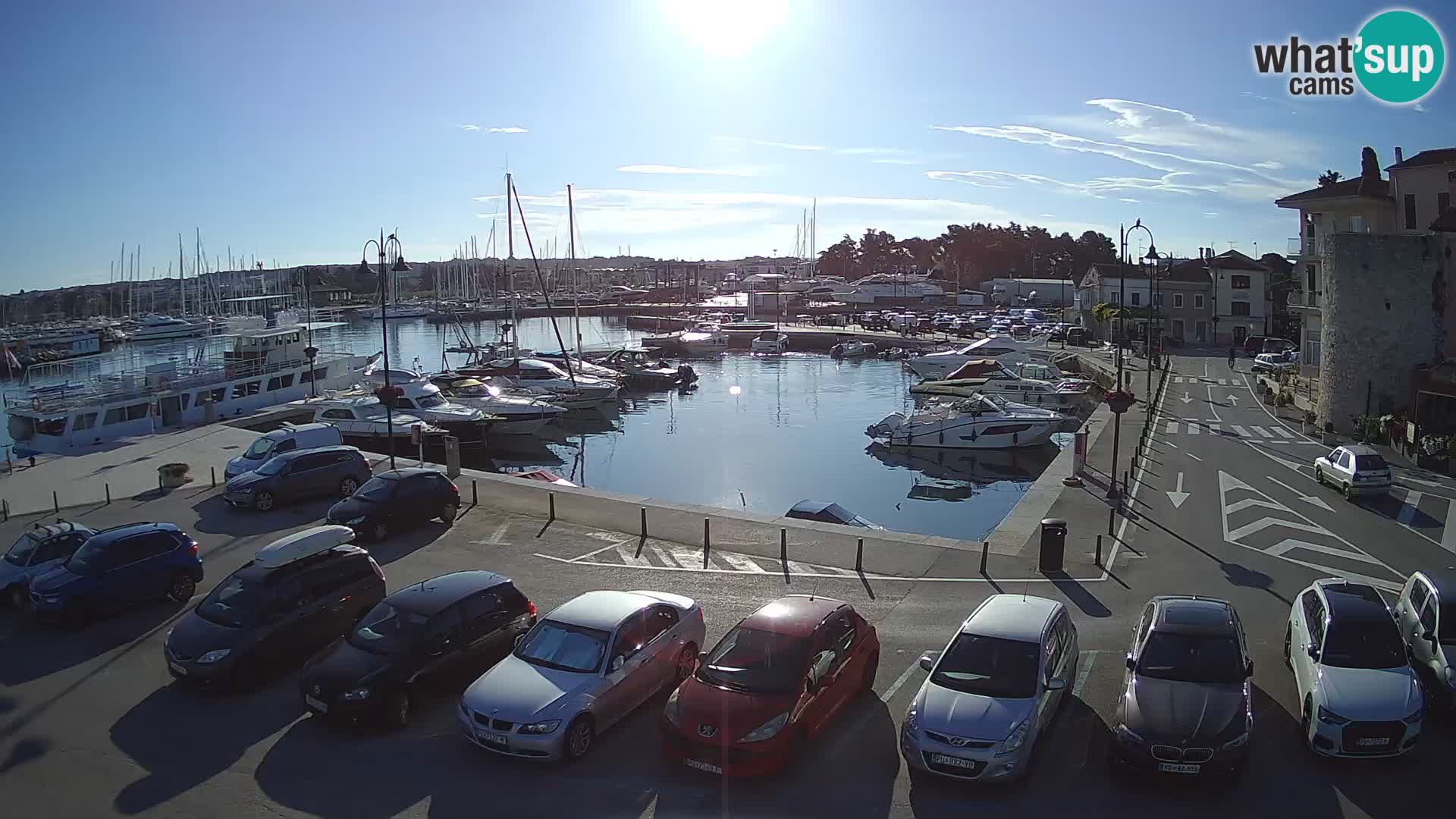 Novigrad | Porporela marina
