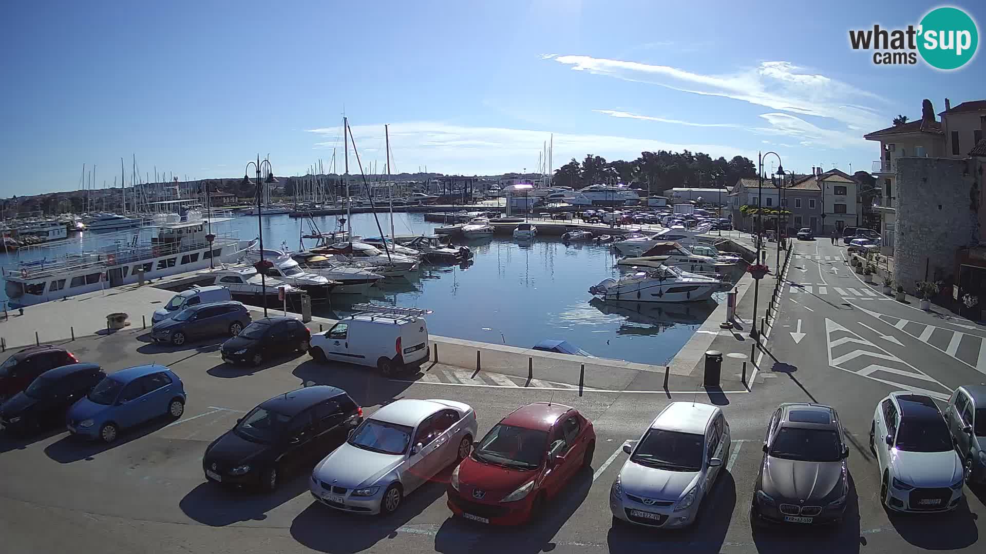 Novigrad | Porporela marina