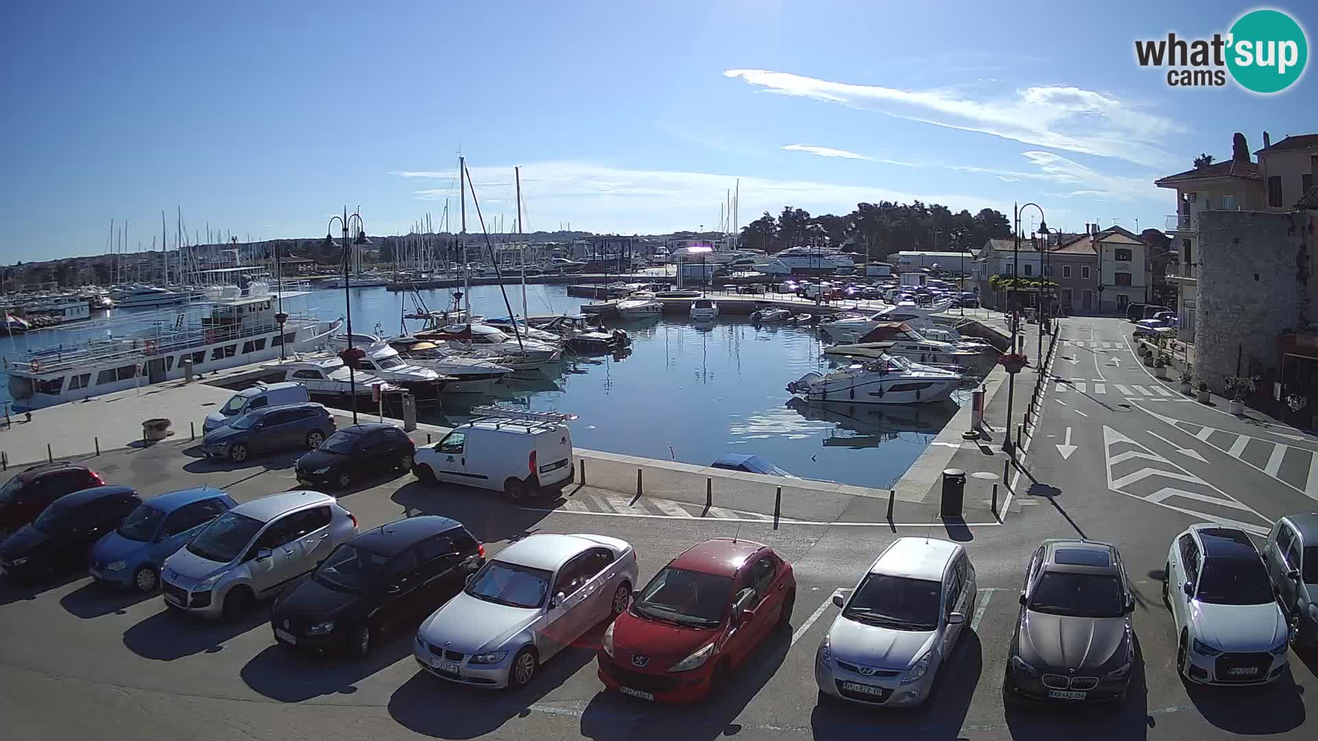 Novigrad | Porporela marina